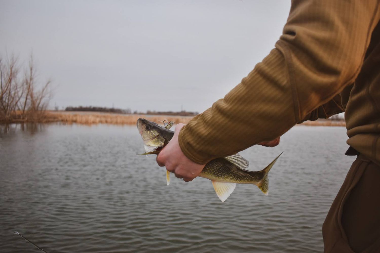 walleye being held