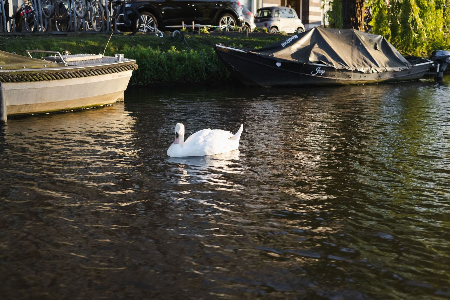 A white swan gracefully swimming in an Amsterdam canal beside moored boats in golden afternoon light.