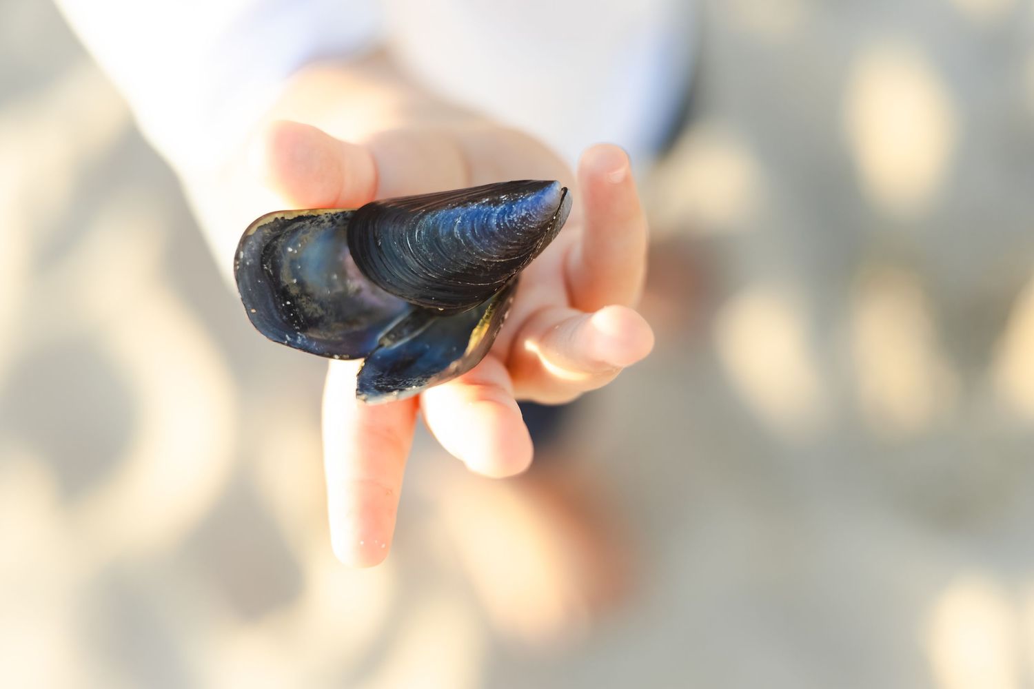 A child's hand holding a fresh blue mussel shell on a sandy beach.