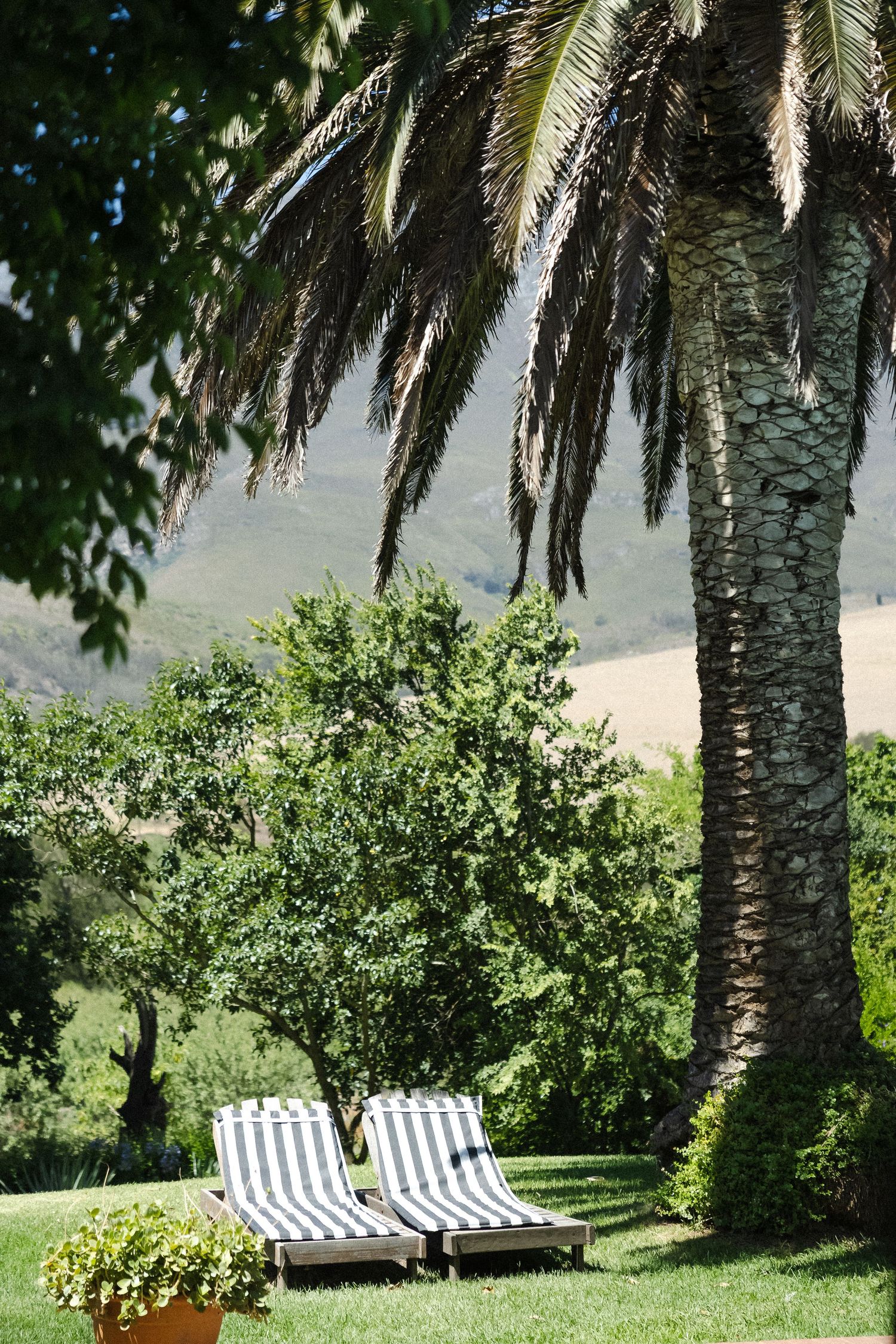 Two striped lounge chairs sit under palm trees in a lush tropical garden setting with mountain views.