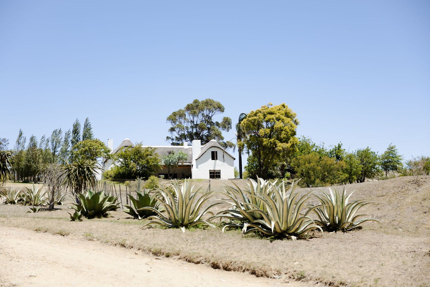 Panoramic view of a desert landscape with agave plants and trees against a blue sky.
