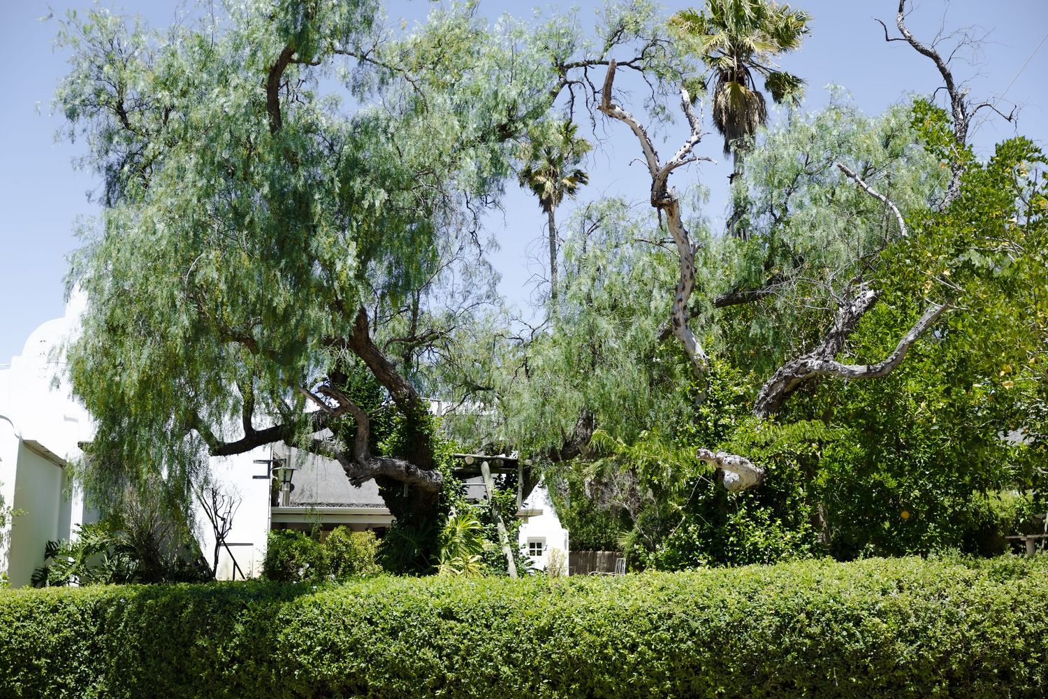 Lush green trees and foliage line a garden pathway with natural landscaping elements.