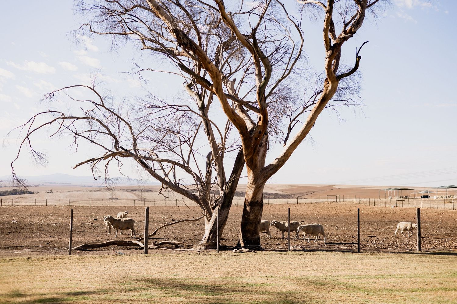 Sheep grazing near a bare tree in a dry rural farm paddock under a clear blue sky.