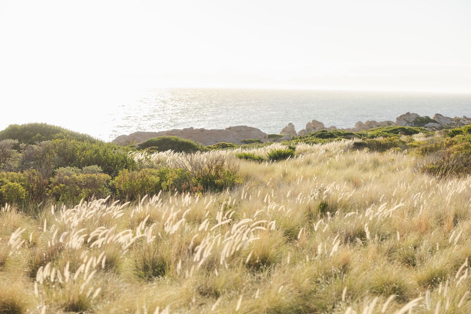 Golden coastal grasslands sway in the breeze with rocky shoreline and calm ocean horizon in the background.