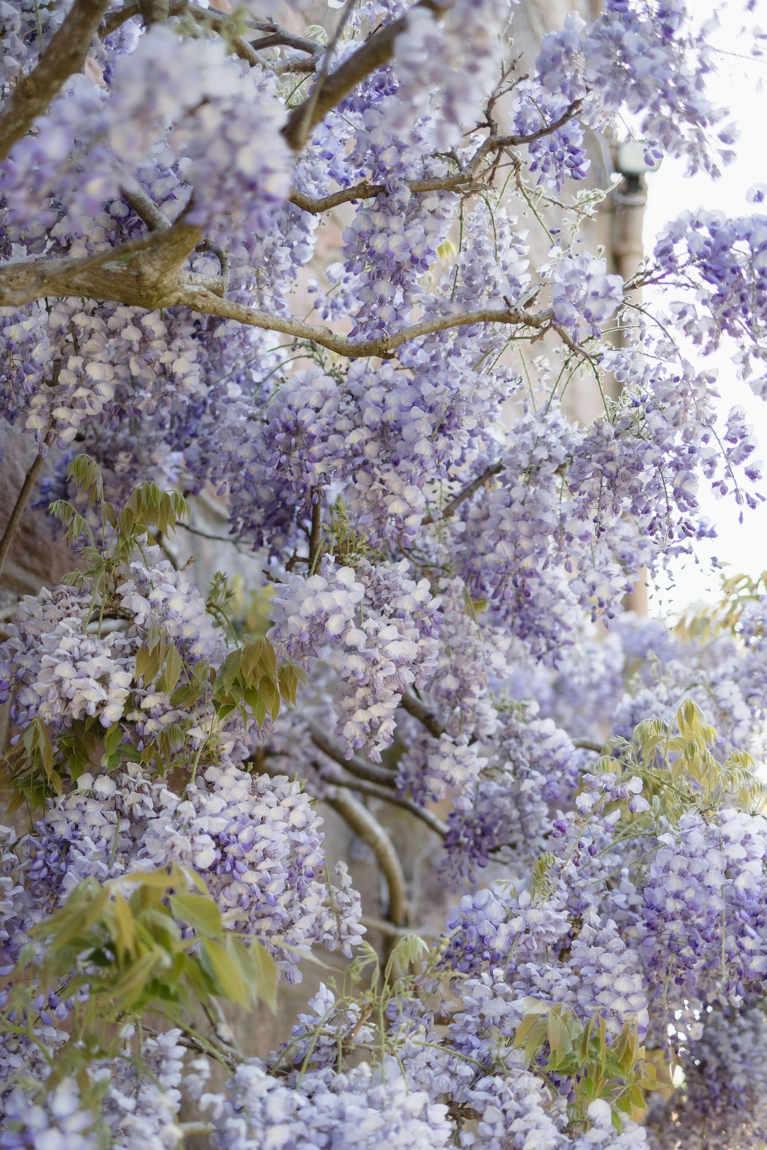 wisteria