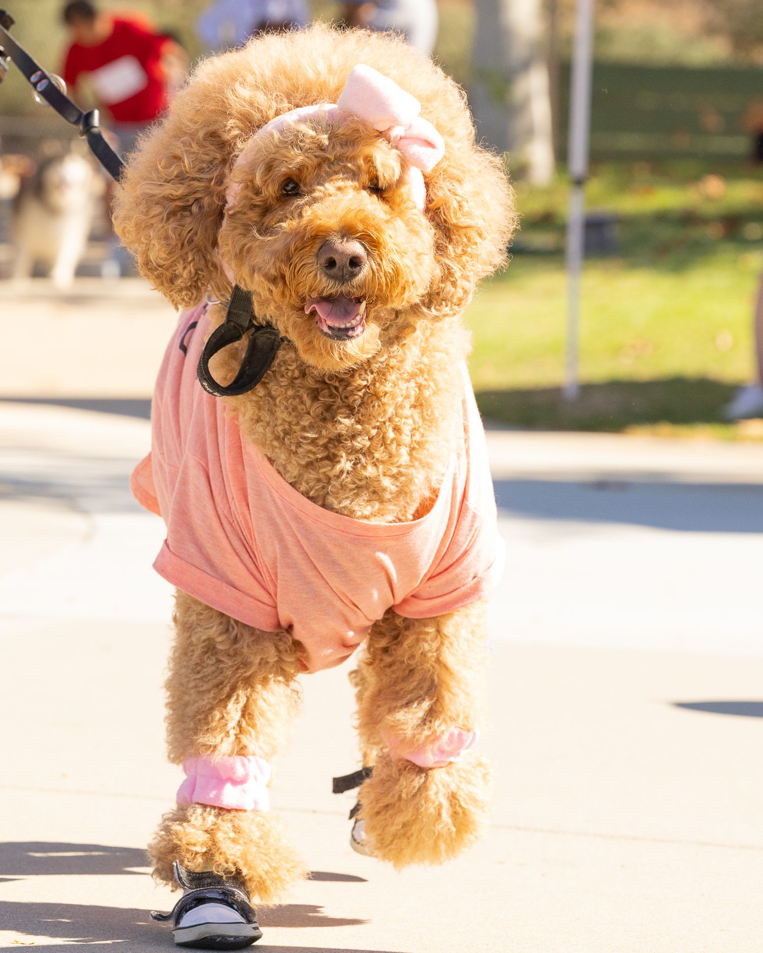 Valley-Wide's 12th Annual Dog Daze Canine Festival and Costume Contest. Menifee, CA. Aldergate Dog Park. 