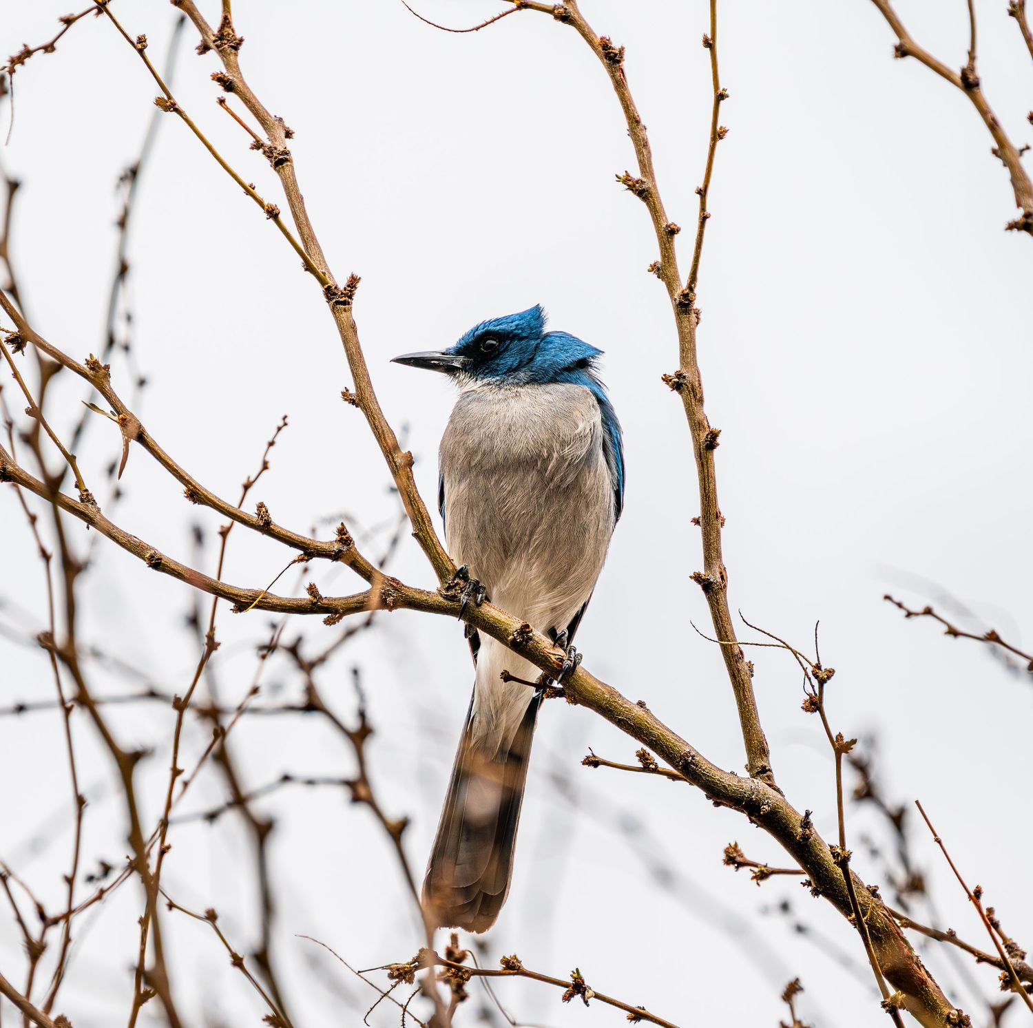 A blue jay perched on a bare winter branch against a pale gray sky.