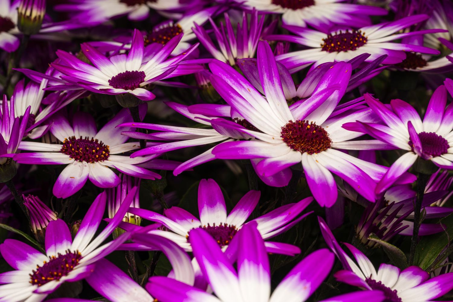 Vibrant purple and white Cineraria daisy flowers in full bloom, showcasing striking bi-color petals with deep red centers.