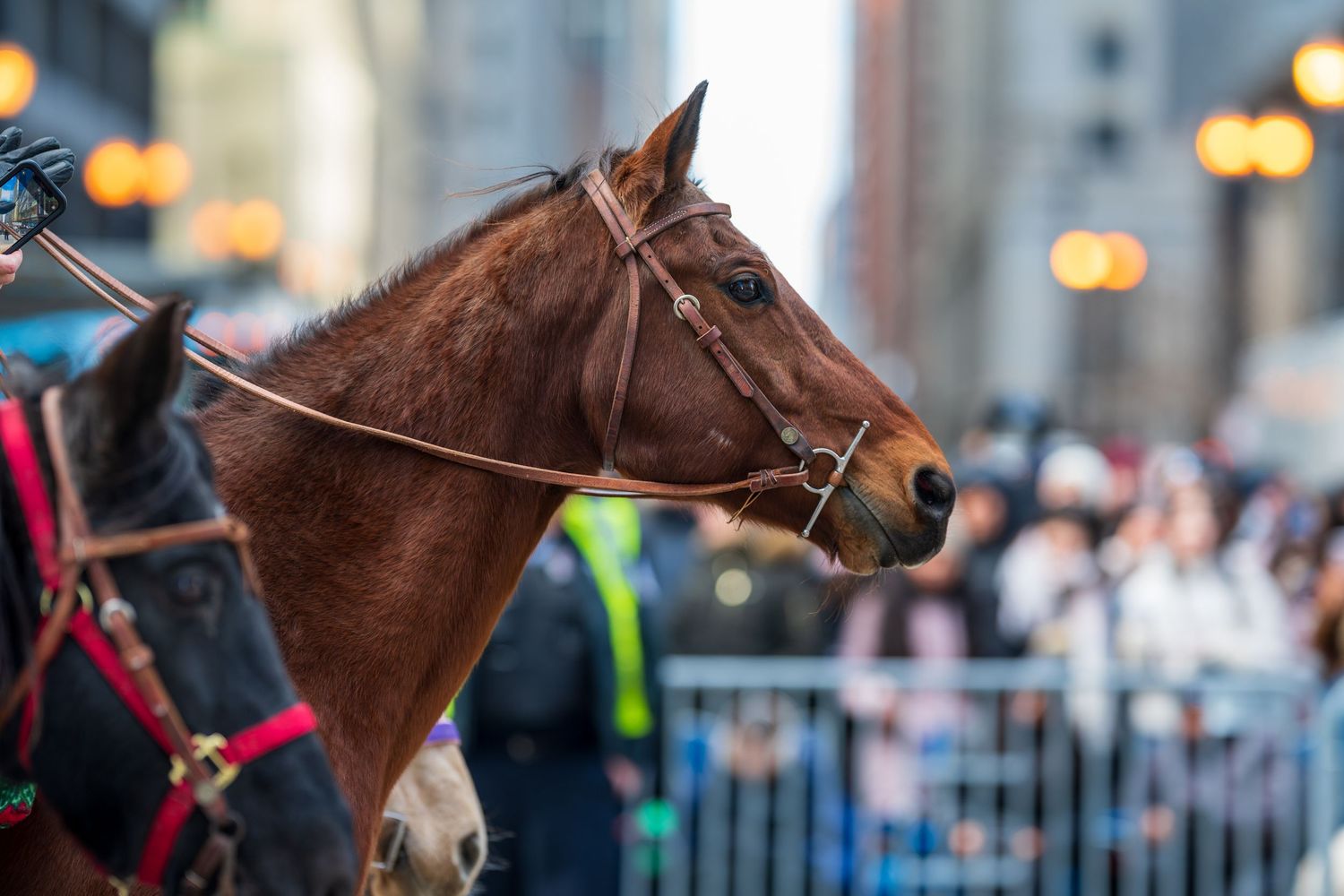 A brown police horse in bridle and reins stands alert on a city street during a parade with blurred crowd in background.