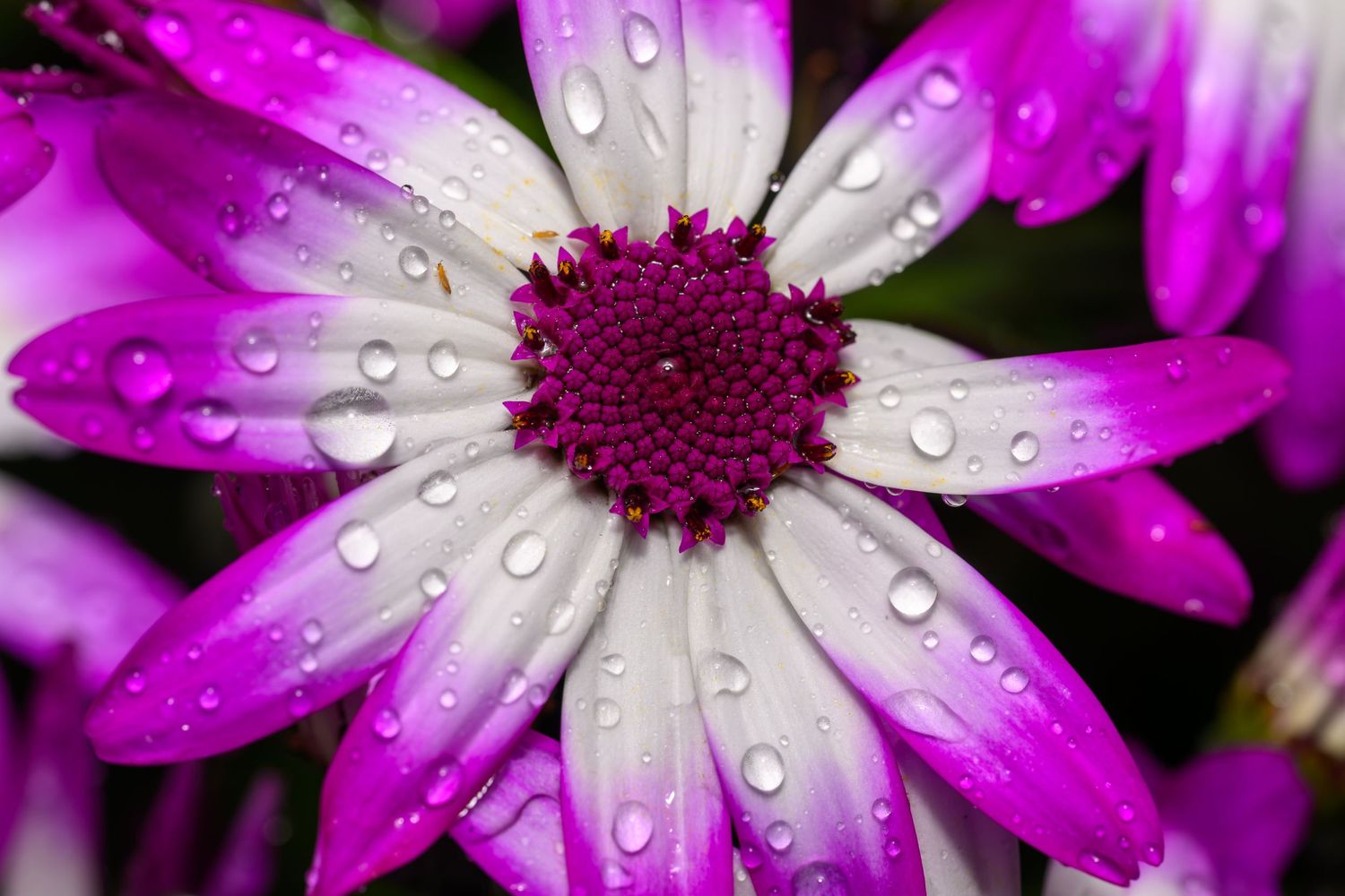 Close-up of a purple and white African daisy with water droplets on its petals and a vibrant magenta center.