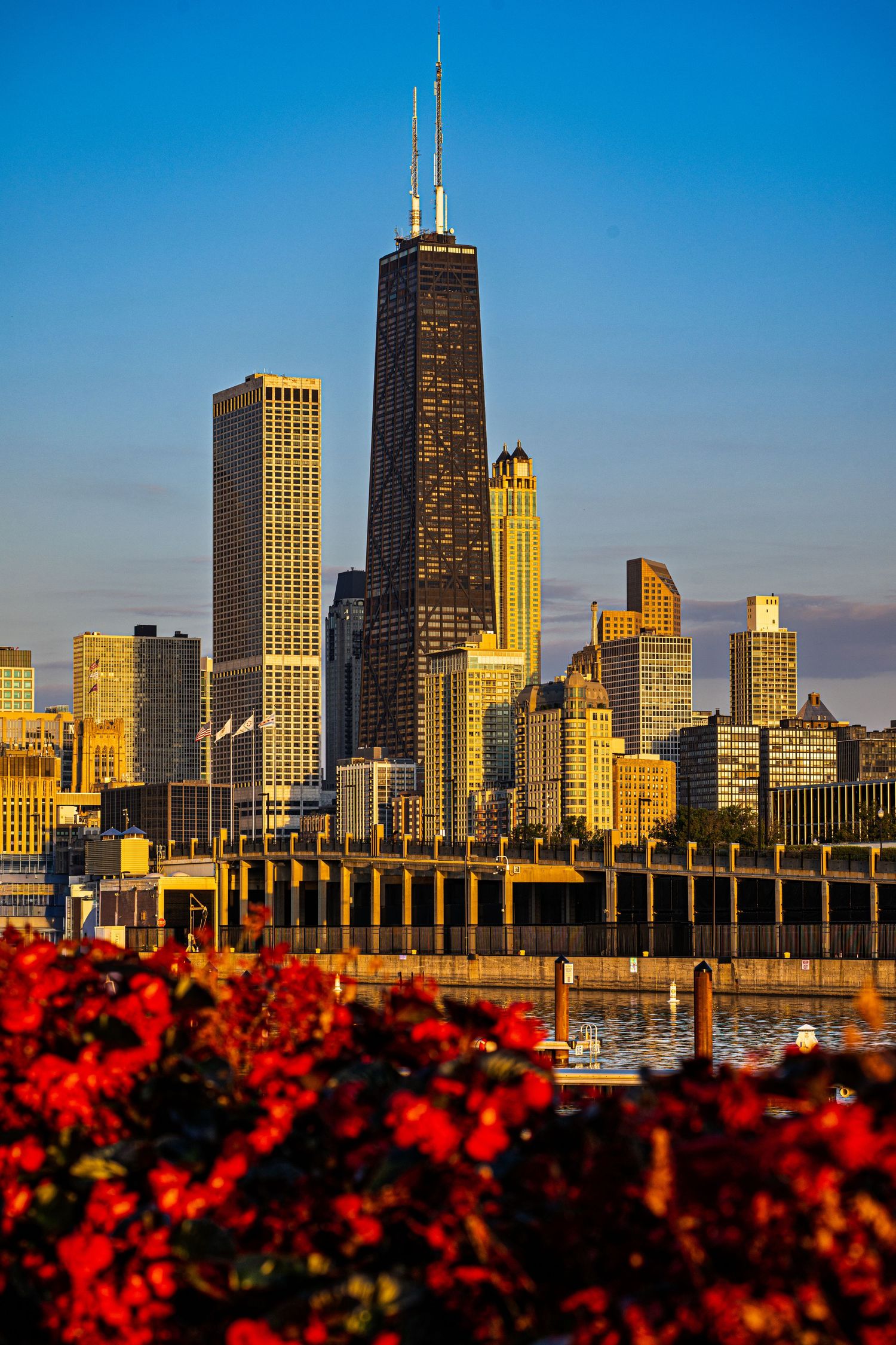 Chicago skyline at golden hour with John Hancock Center towering above red flowers and marina.