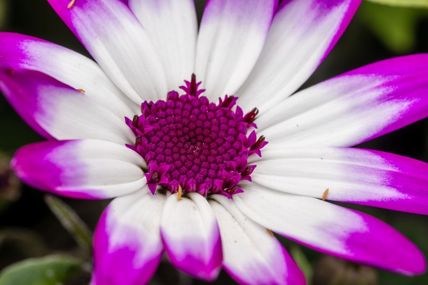 Close-up of a vibrant purple and white daisy flower with a deep magenta center in full bloom.