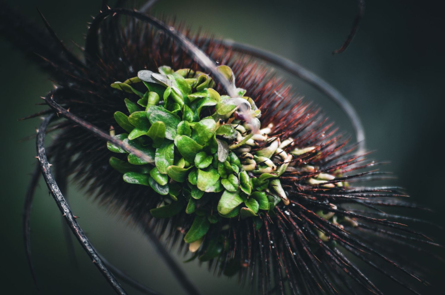 Macro close-up of a dried teasel flower head with green new growth emerging.