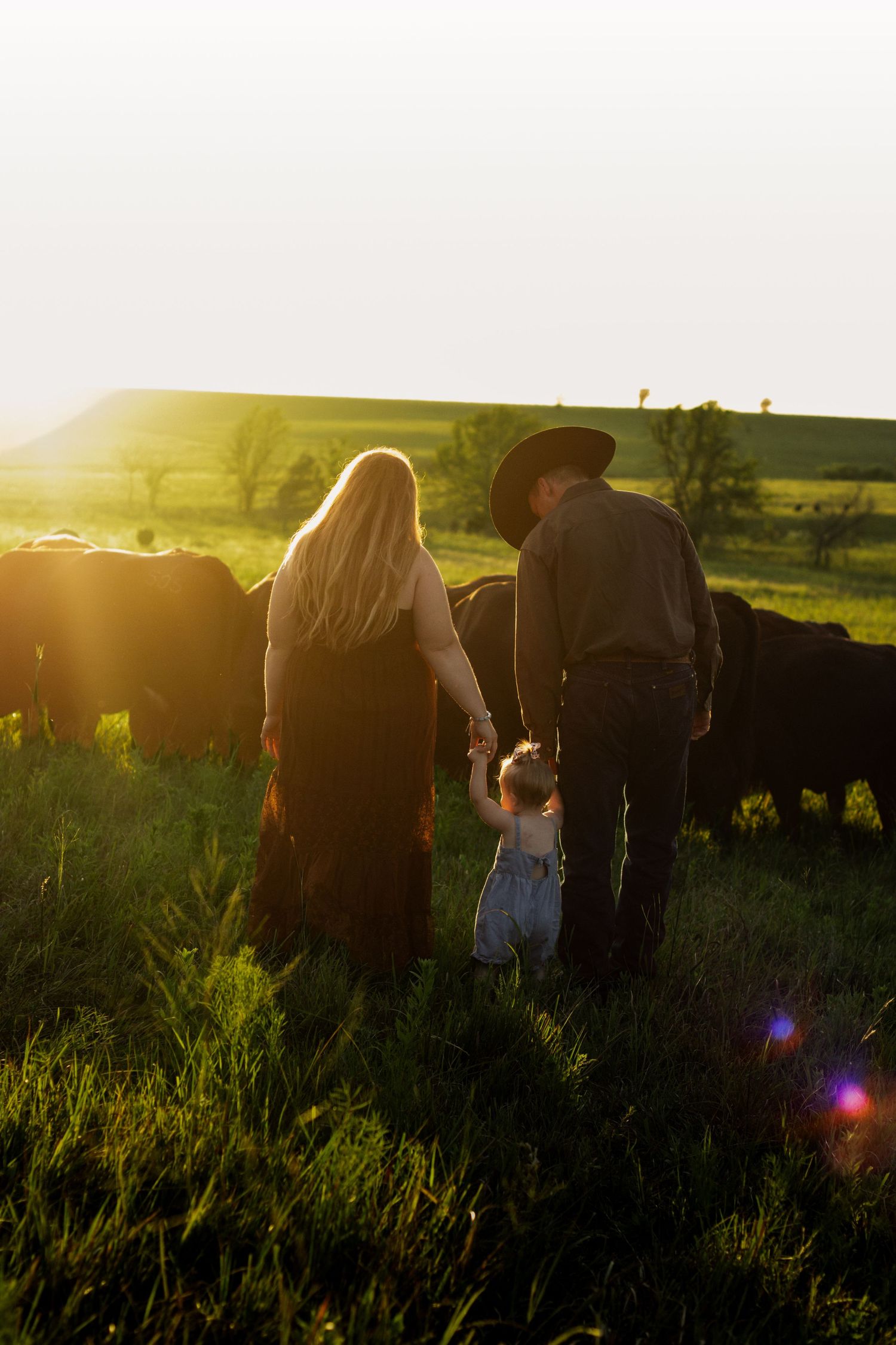 Family holding hands in green field at golden hour with cattle grazing nearby, man in cowboy hat with woman and toddler.