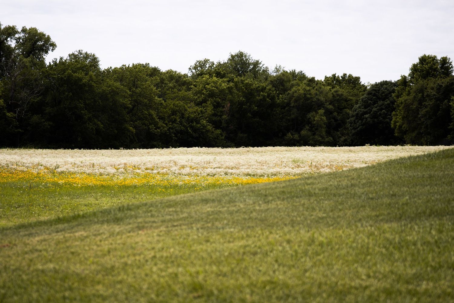 Scenic rural landscape with golden wheat field and lush green trees.