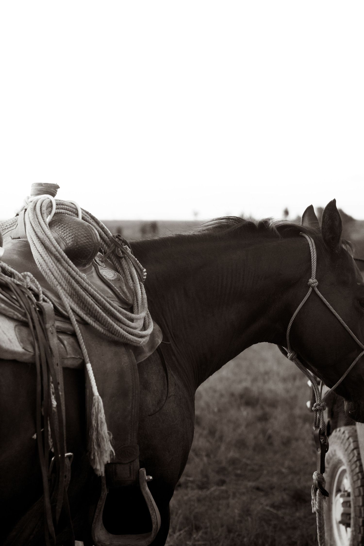 Black and white photo of a saddled dark horse with lasso rope in a field.