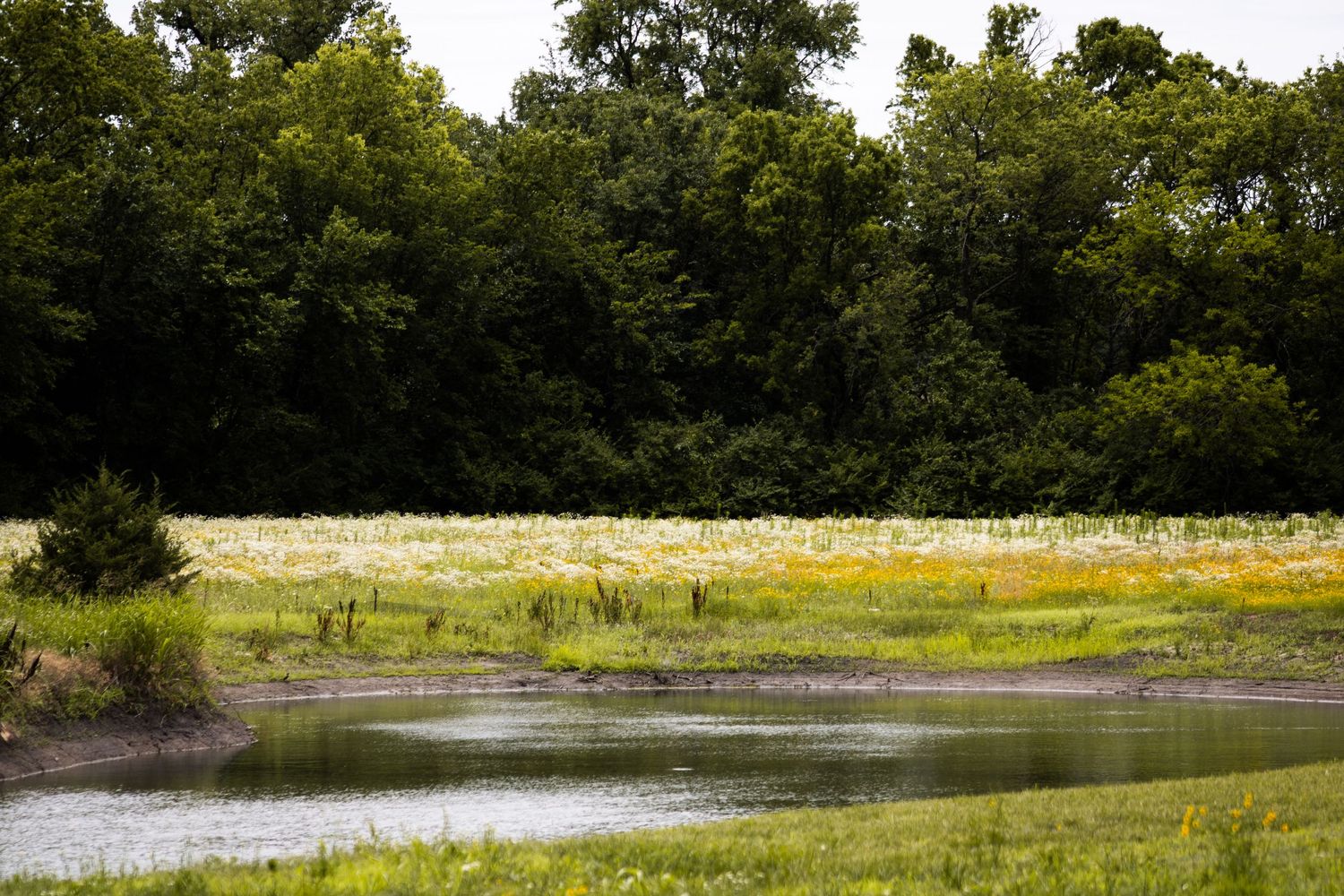 Serene wetland pond surrounded by tall grasses and dense green forest trees.