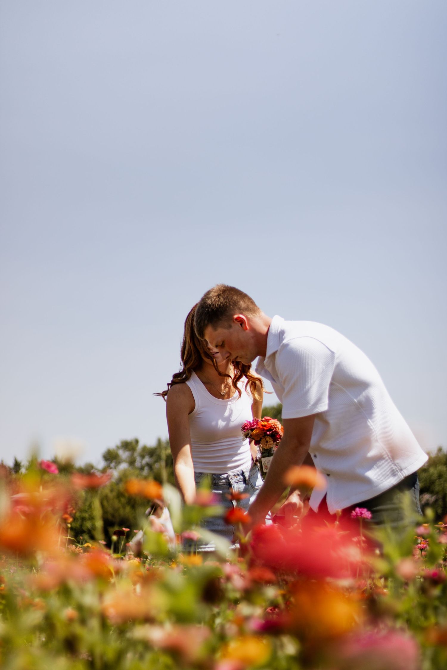 Couple picking colorful zinnia flowers together in a sunny garden field on a clear blue sky day.