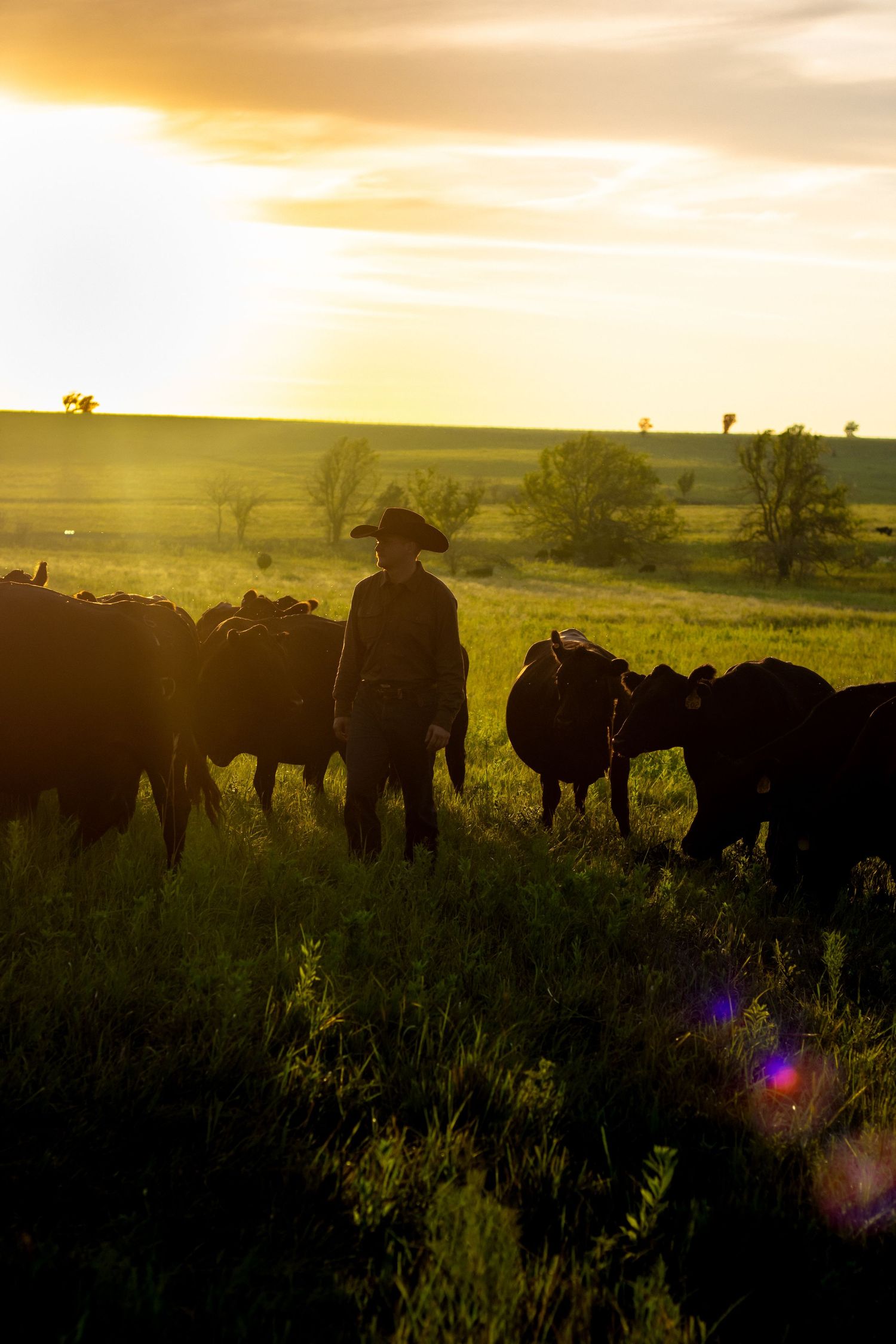 Cowboy herding black cattle at golden sunset on green pasture fields.