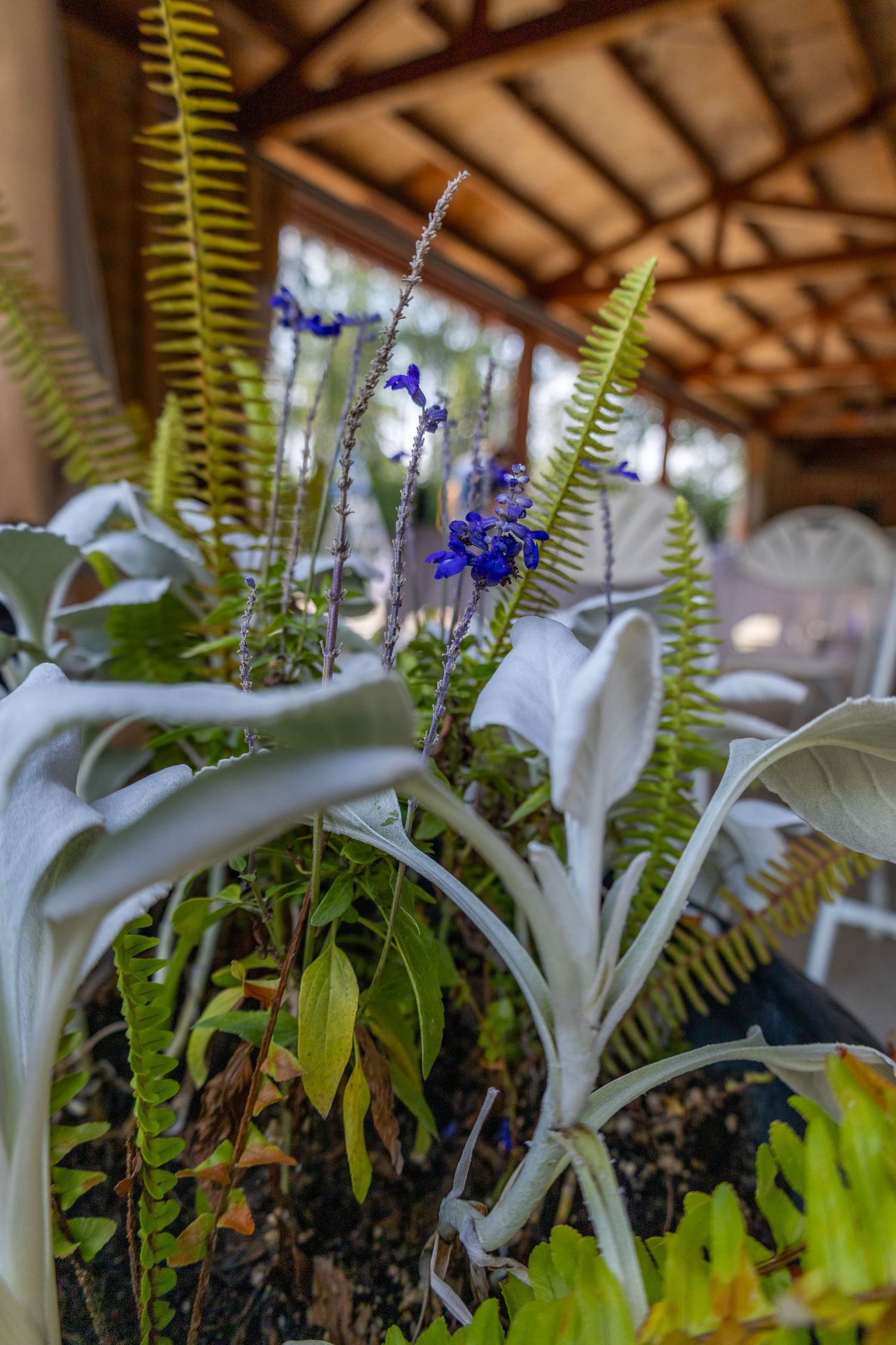 Blue wildflowers and tropical white plants in garden under wooden pavilion ceiling at wedding venue.