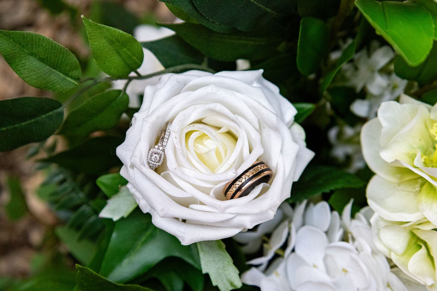 Wedding rings resting inside a white rose bloom surrounded by green leaves.
