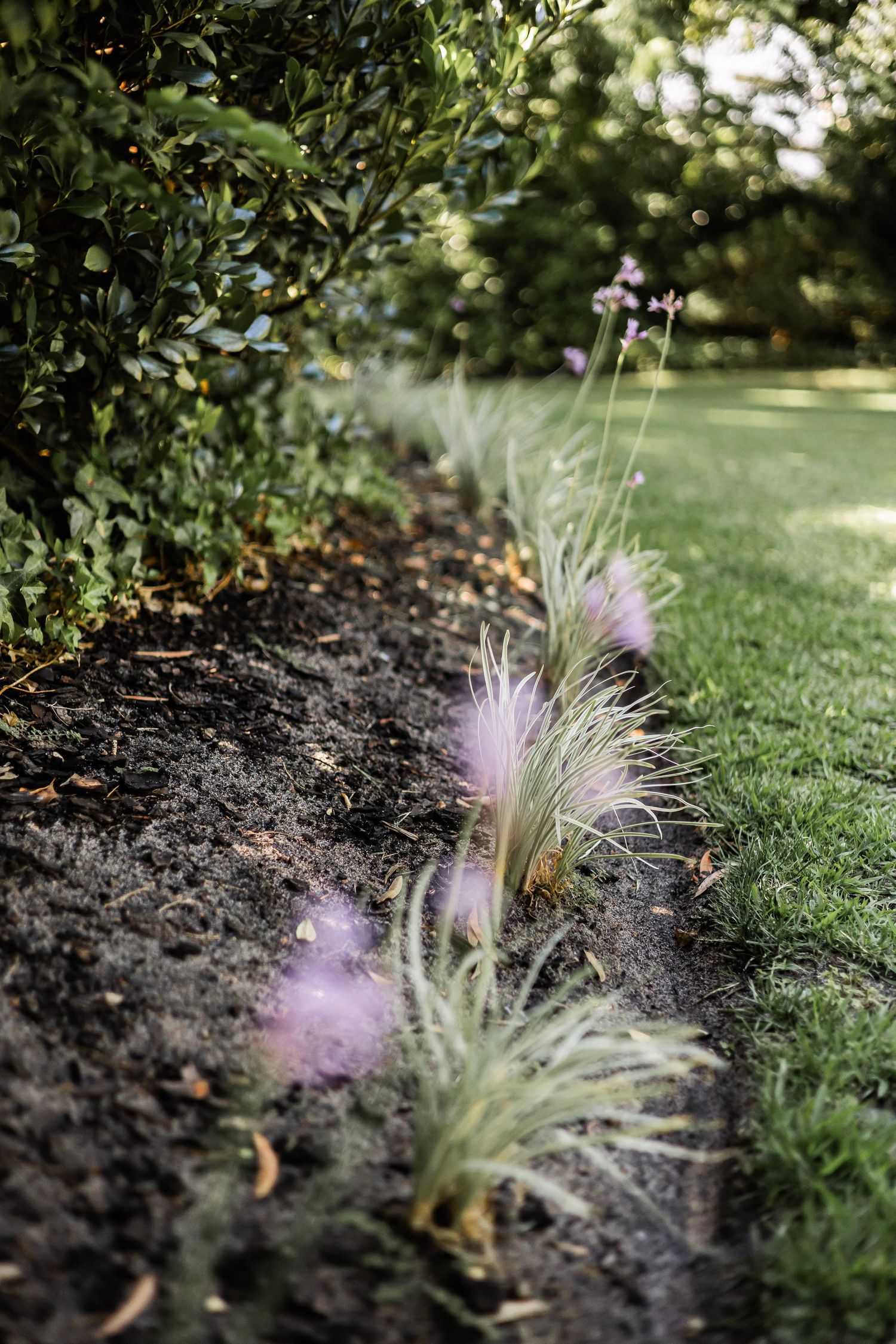 Garden border with ornamental grasses and pink fluffy flowers along a manicured lawn edge.
