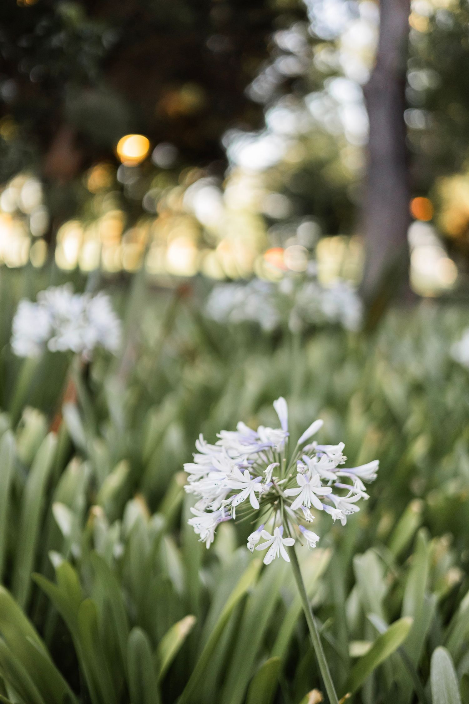 White agapanthus flowers blooming in a lush green garden with soft bokeh background lighting.