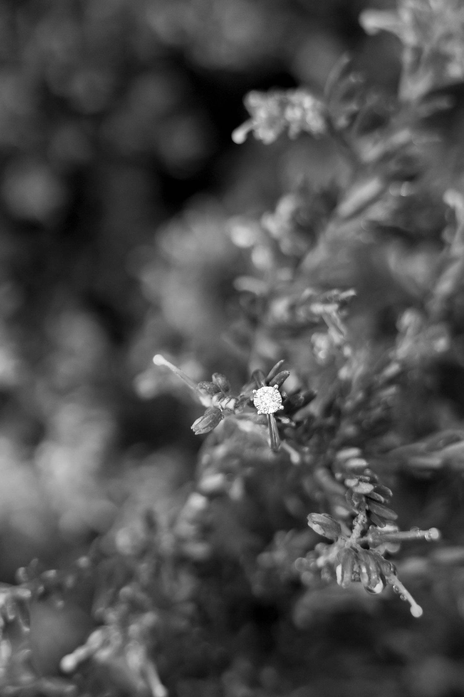 Black and white macro photo of a small white flower blooming among delicate green shrub branches.
