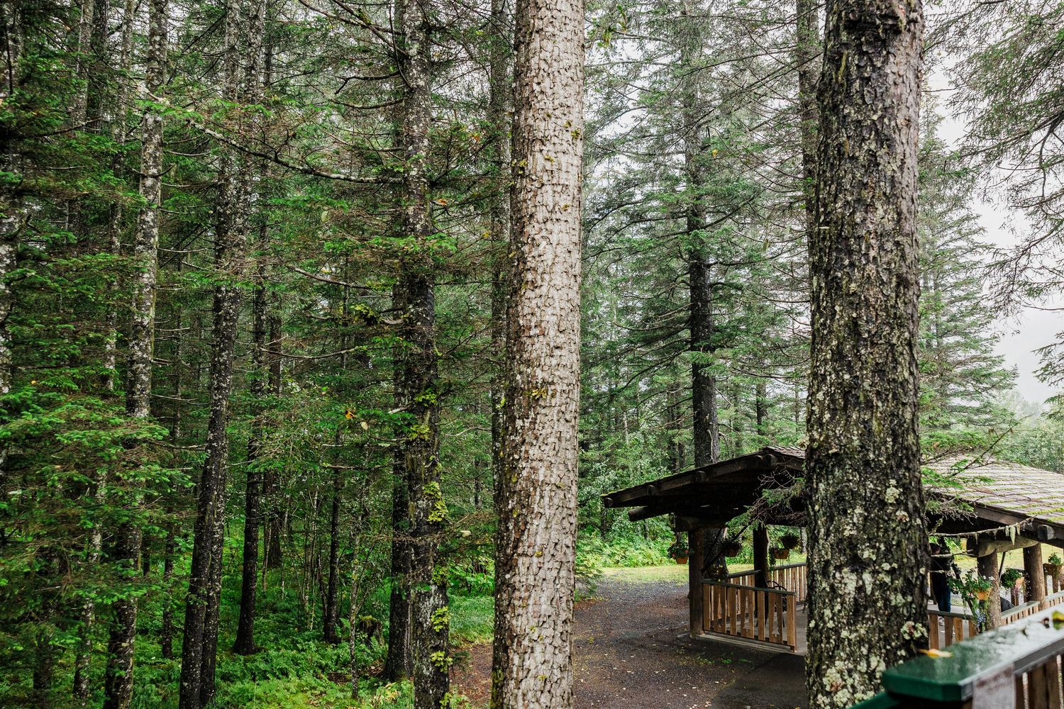 Serene forest path leading to a covered wooden gazebo surrounded by tall evergreen trees.