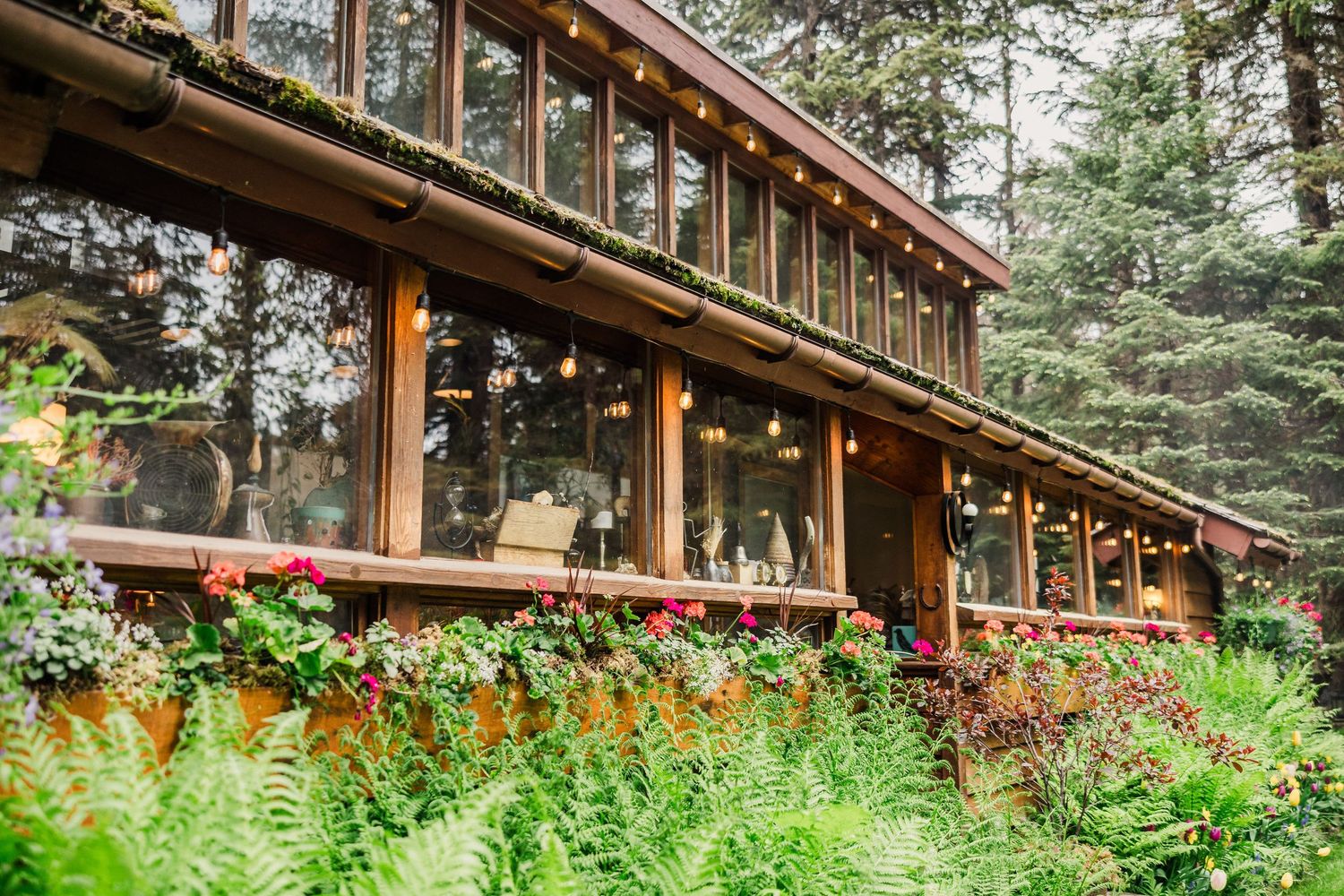 Rustic wood lodge with large windows surrounded by lush ferns and evergreen forest.