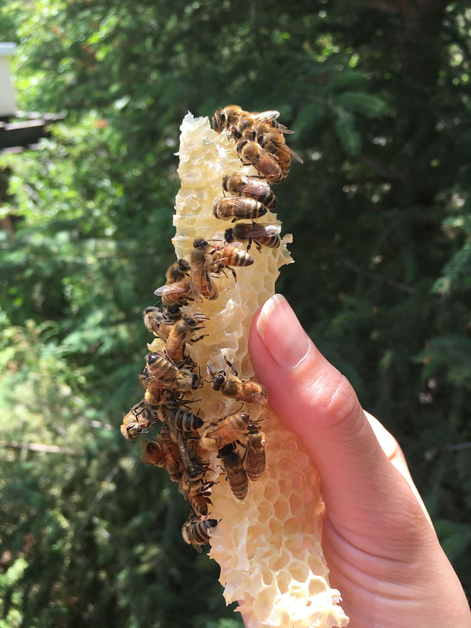 Honey bees