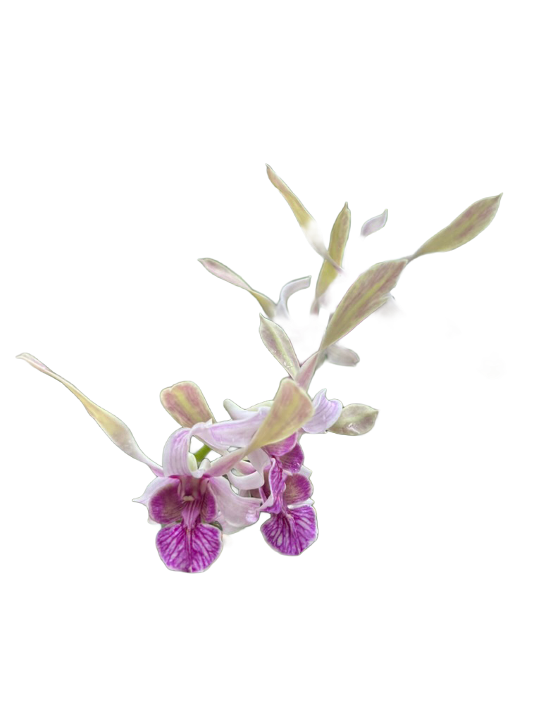 Orchid