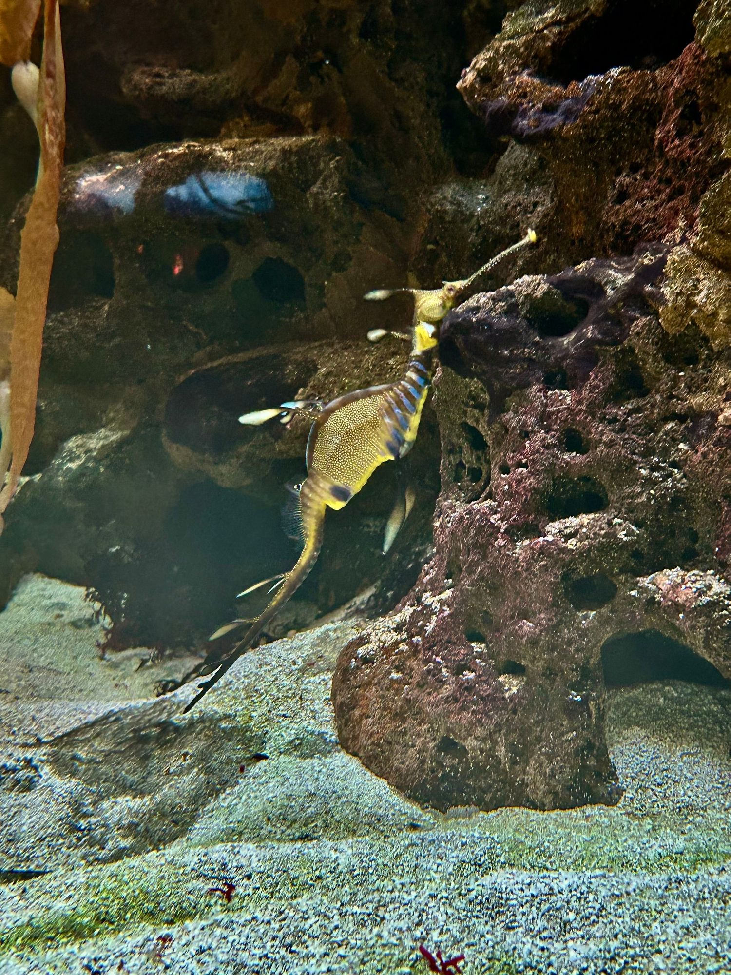 Sea Dragon