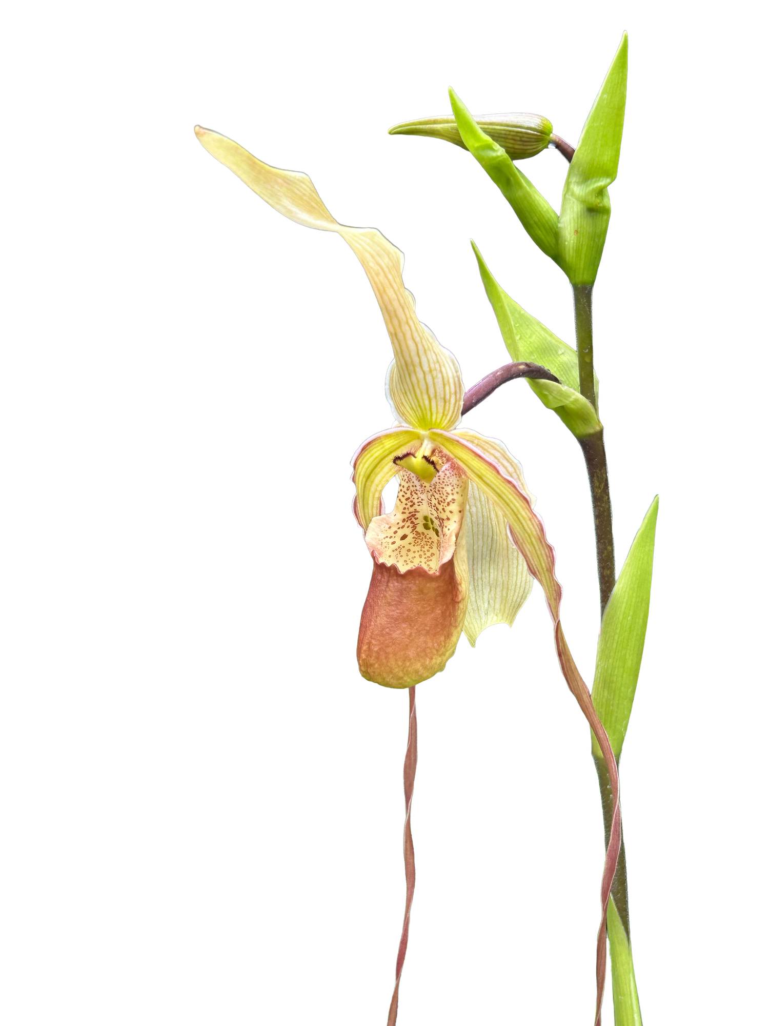 Orchid