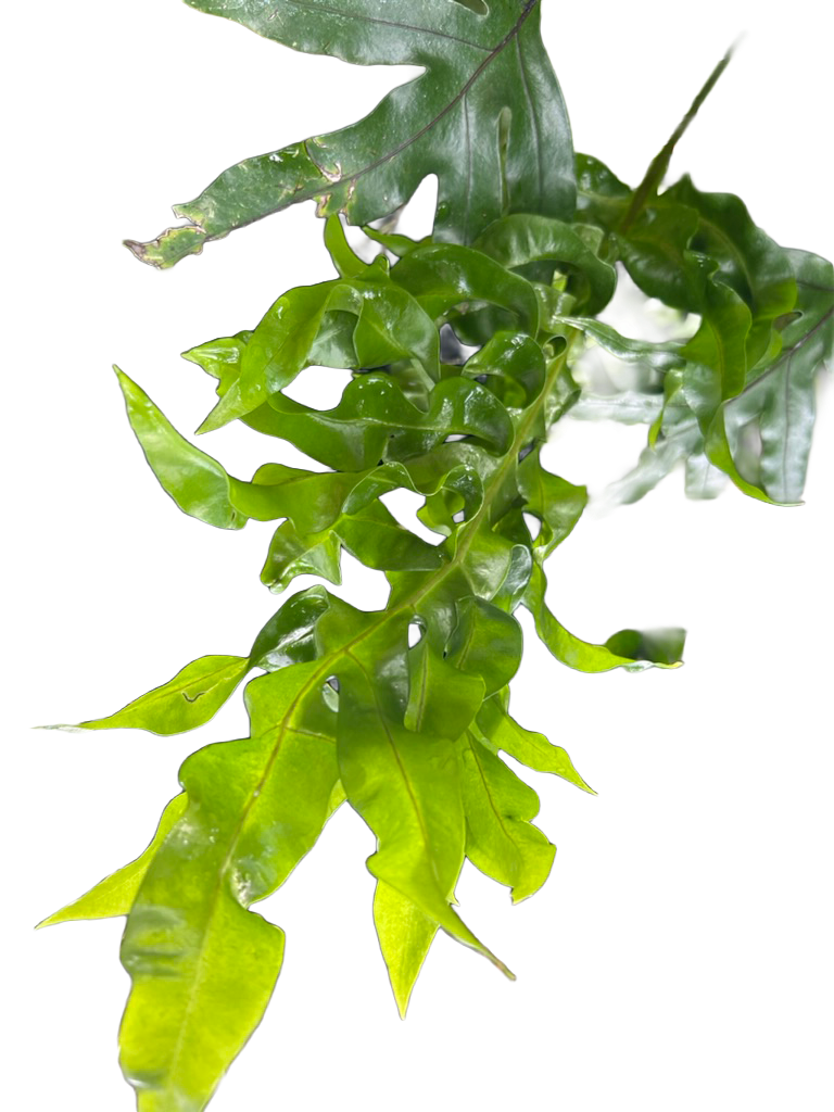 Algae