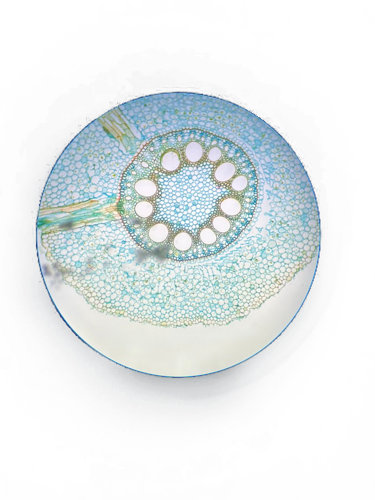 MicroScope
