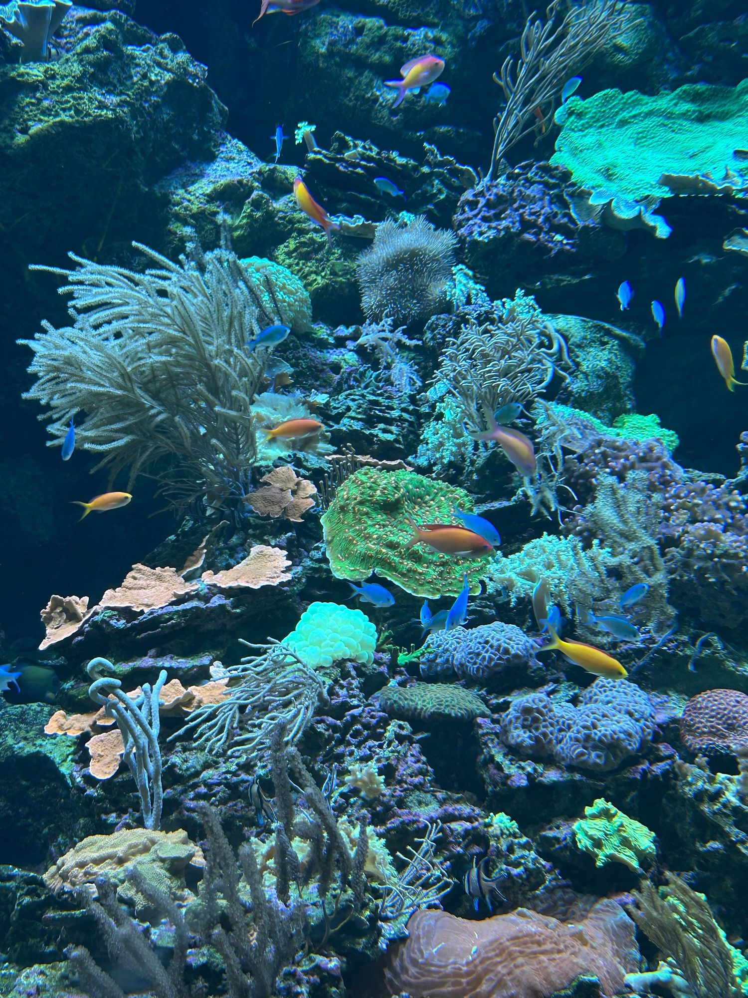 Fish