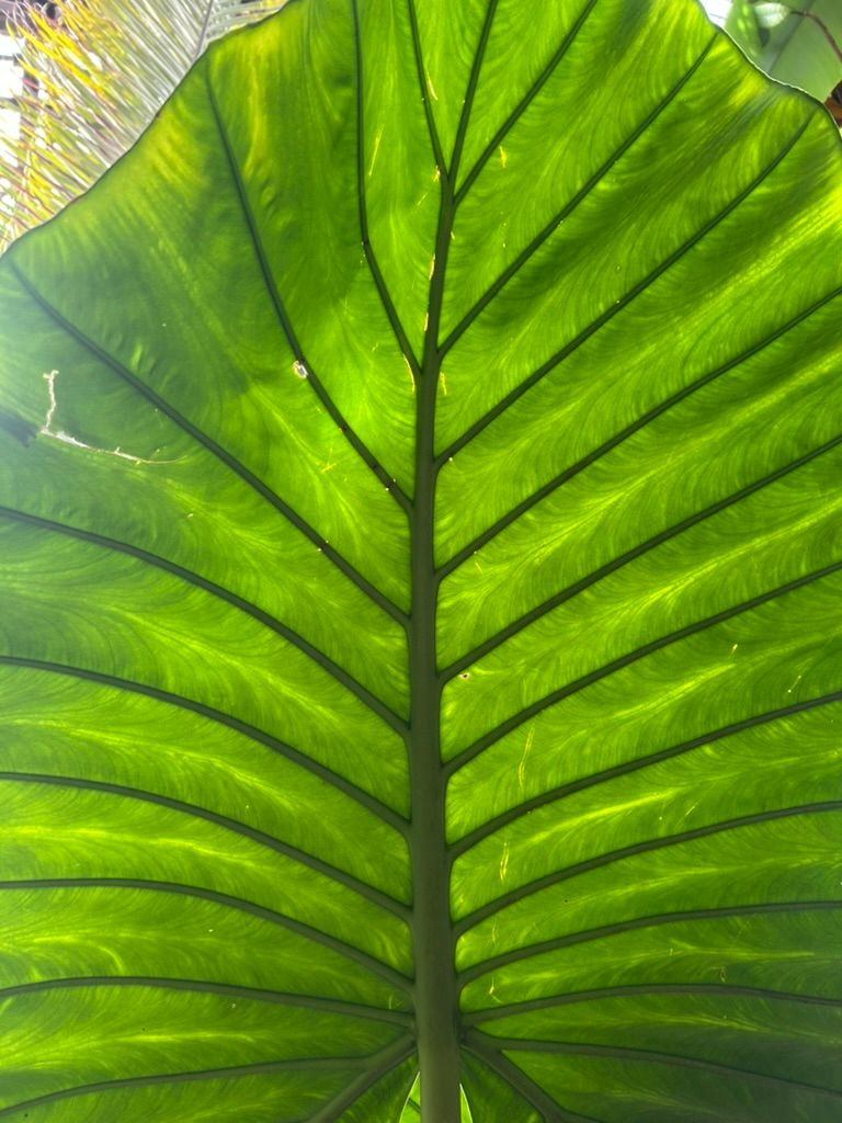 Leaf