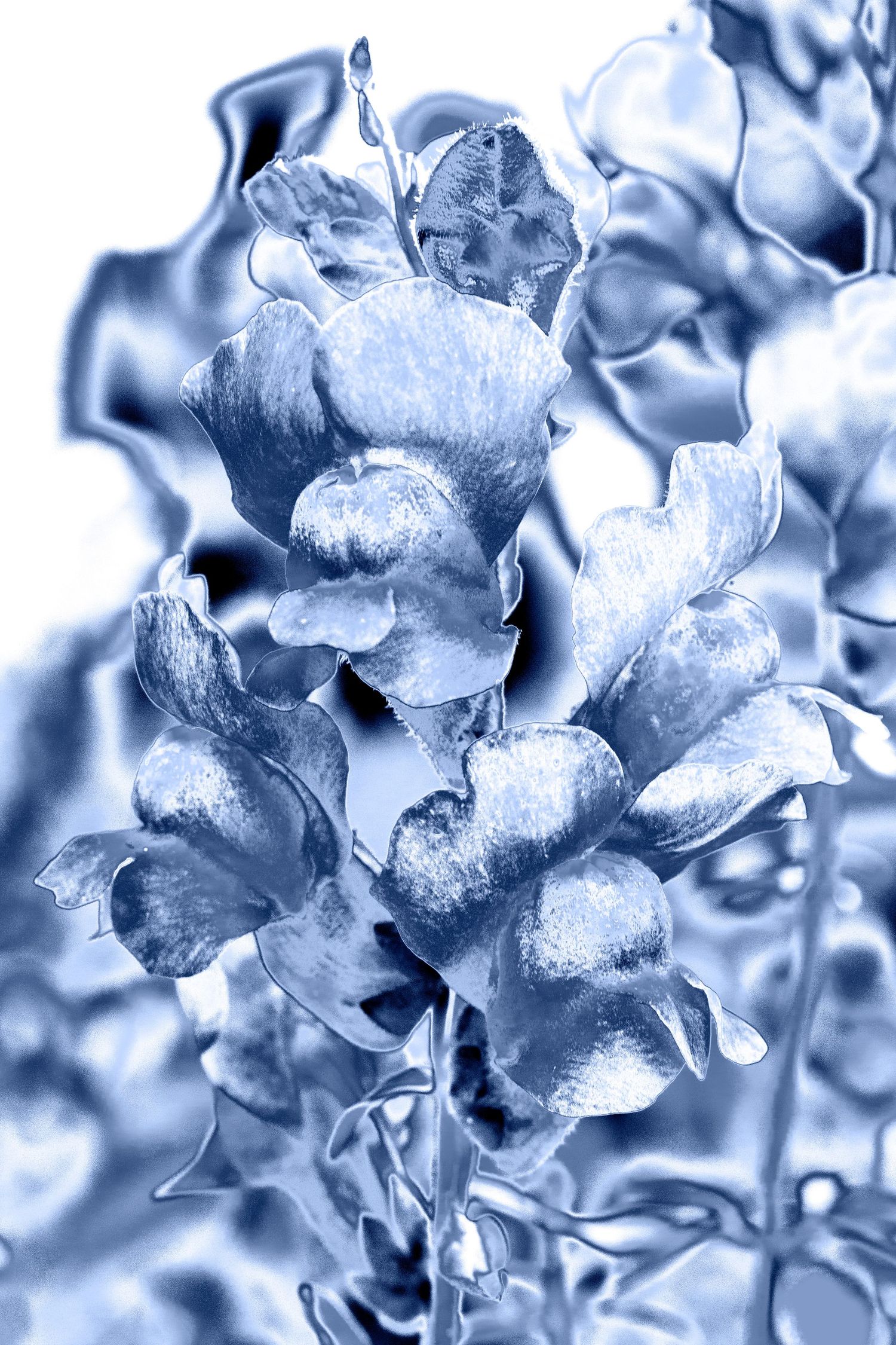 Flowers negative