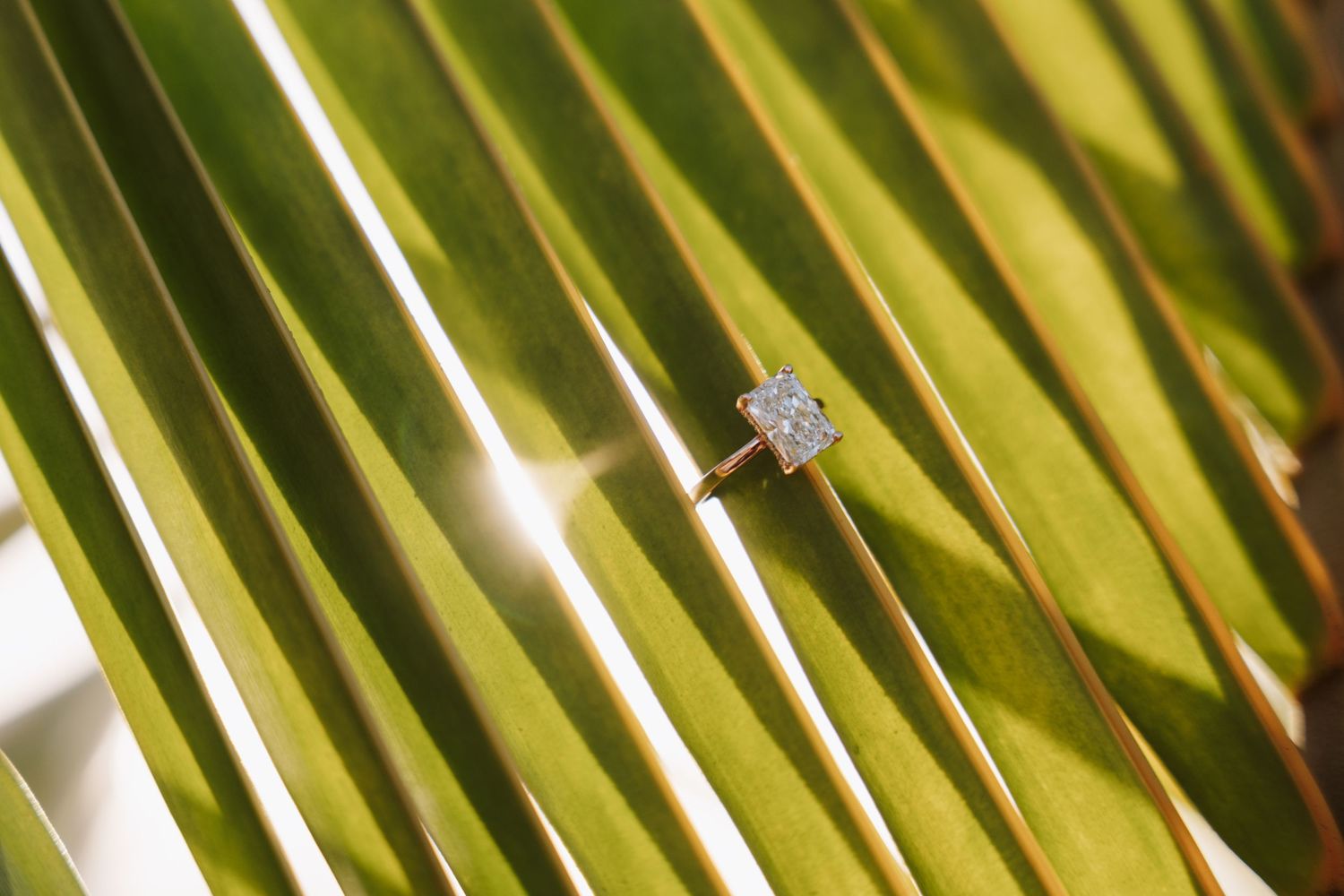 Sparkling diamond engagement ring photographed close-up against green palm fronds in natural sunlight.