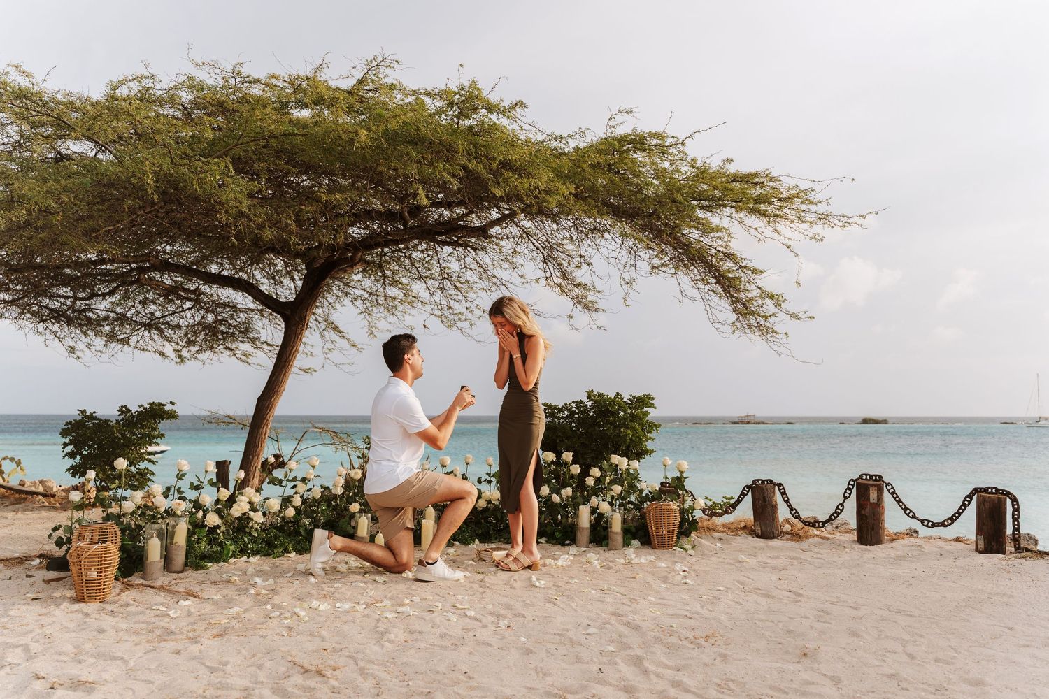 A panoramic collage of a tropical beach scene with divi divi trees and turquoise waters along the shoreline.