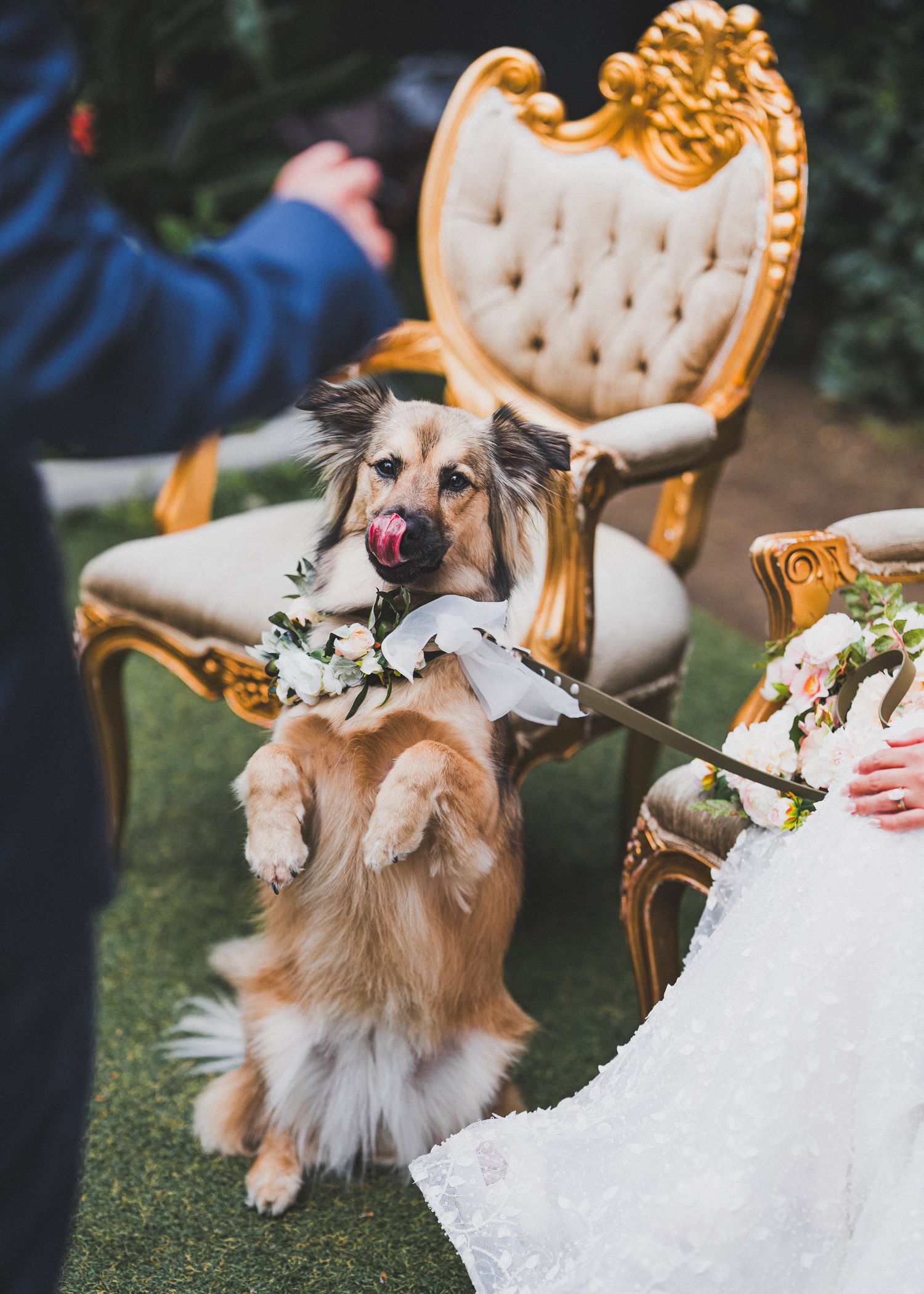 An adorable dog wearing floral decorations poses against an ornate gold chair at a wedding celebration.