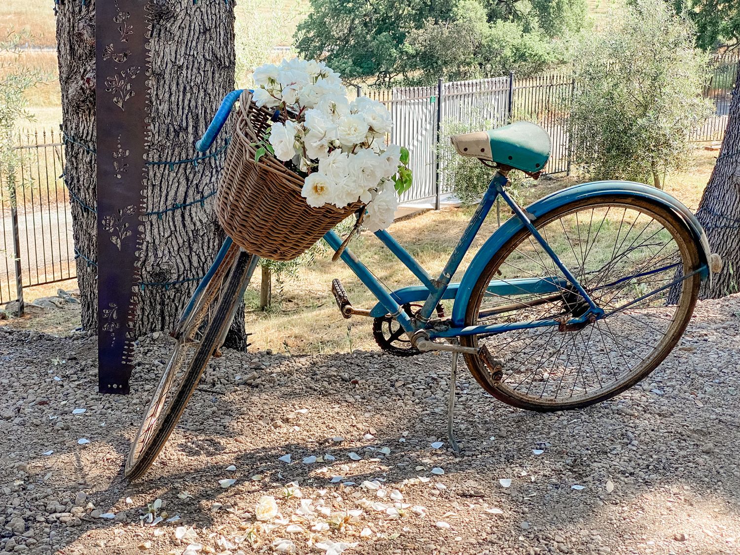 Vintage turquoise bicycle with white flowers in basket leaning against tree.