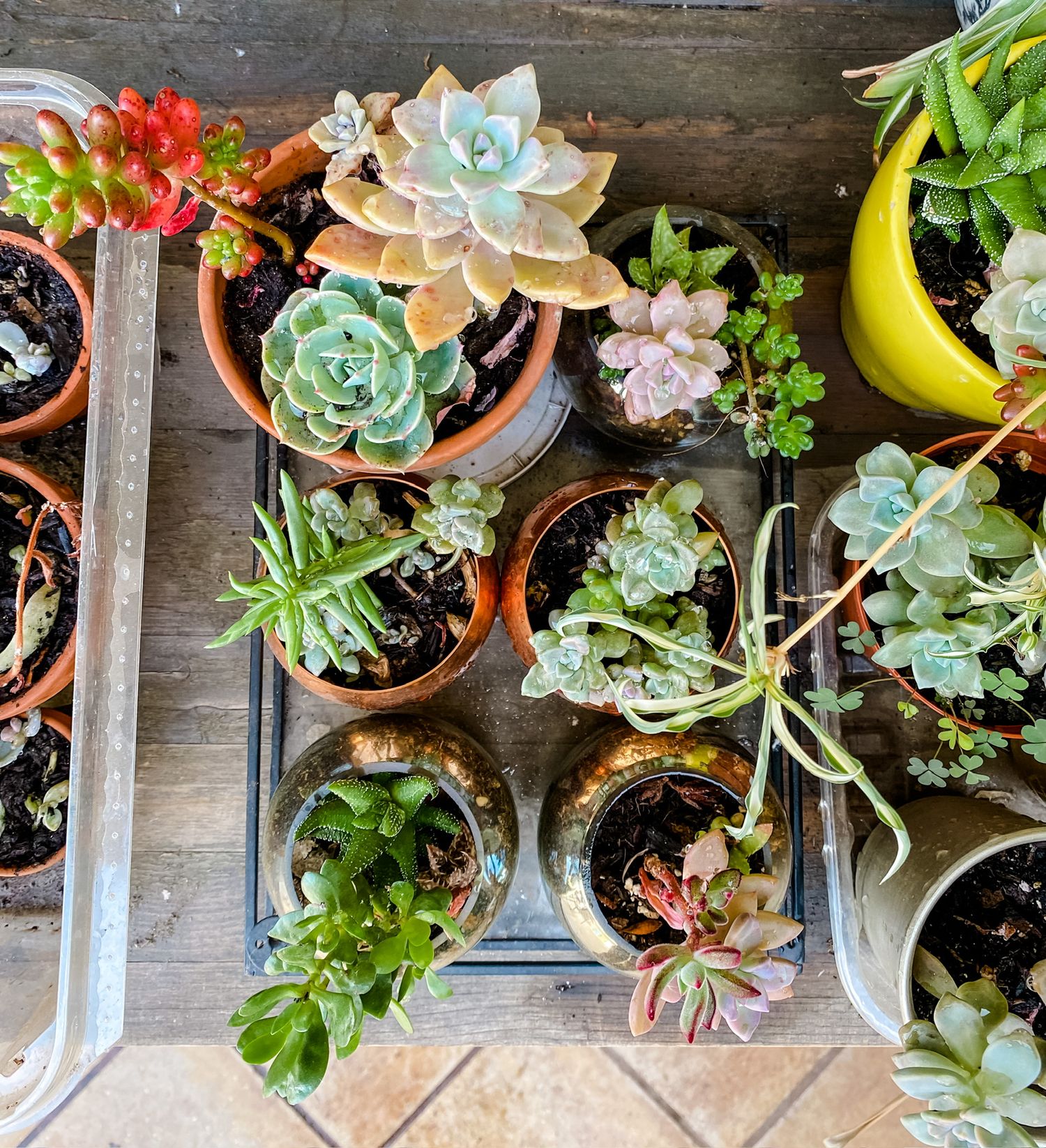 Collection of succulent plants in terracotta pots arranged on wooden surface.