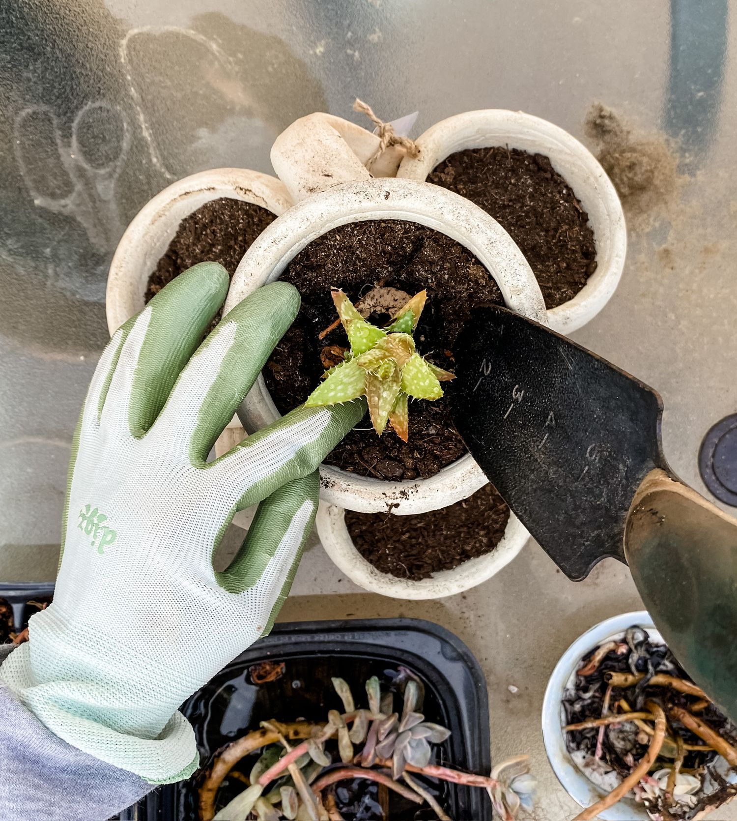 Hands in gardening gloves potting plants in white containers with soil.