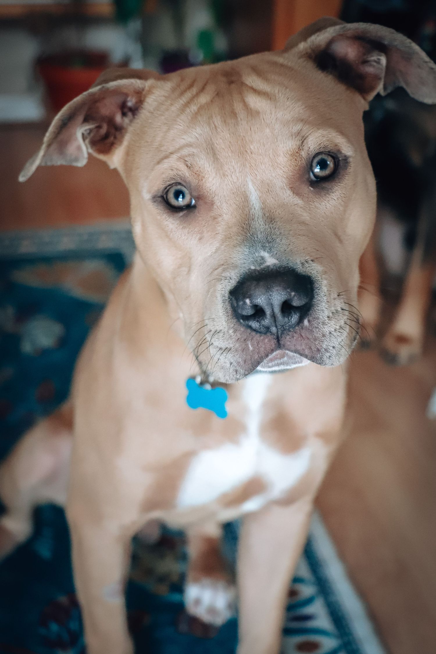 A tan pit bull with striking blue eyes and a blue bone-shaped collar tag looks directly at the camera indoors.