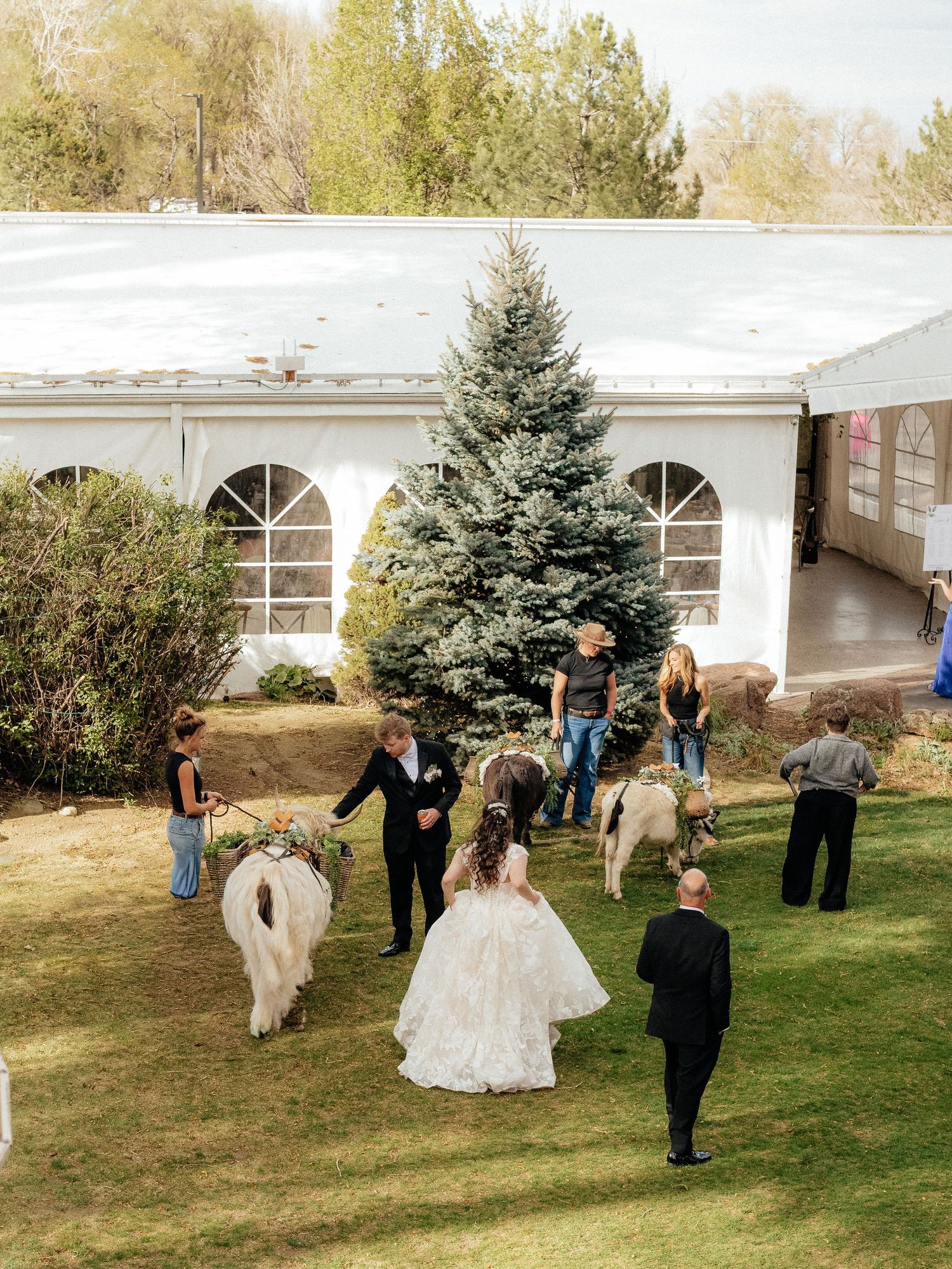 Bride and groom walking with decorated llamas outside white wedding tent venue.