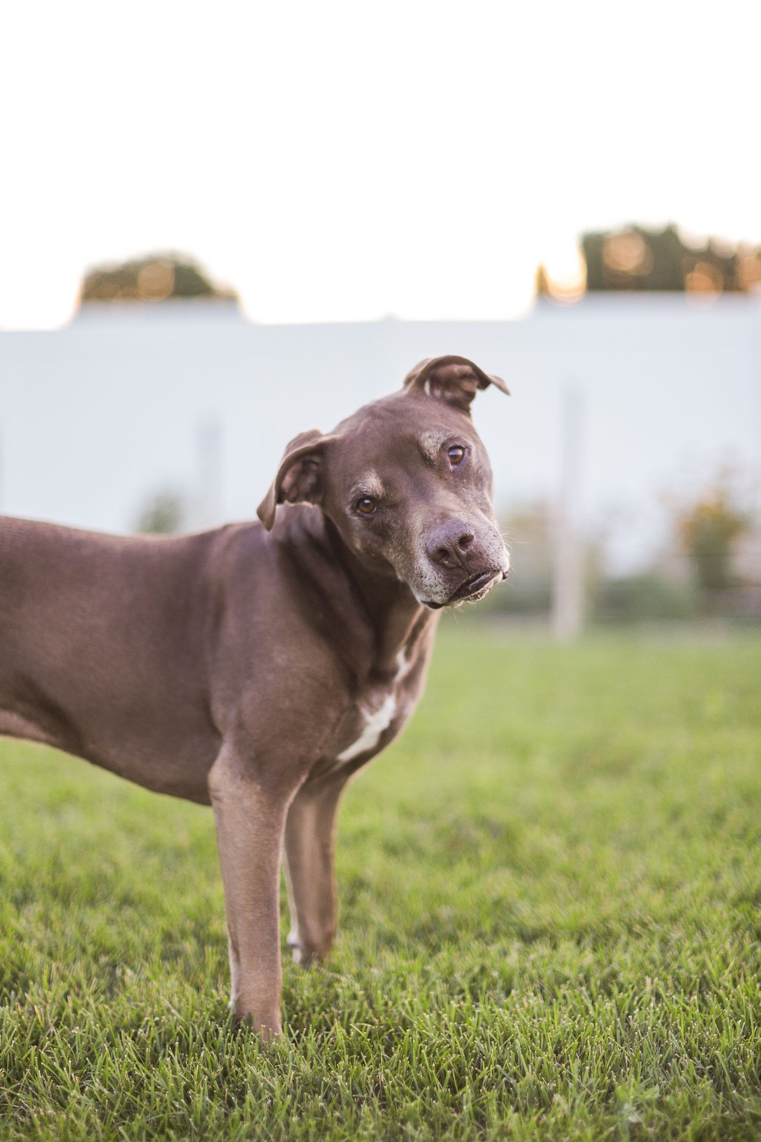 A chocolate brown pit bull dog stands attentively in green grass during a sunny day outdoors.