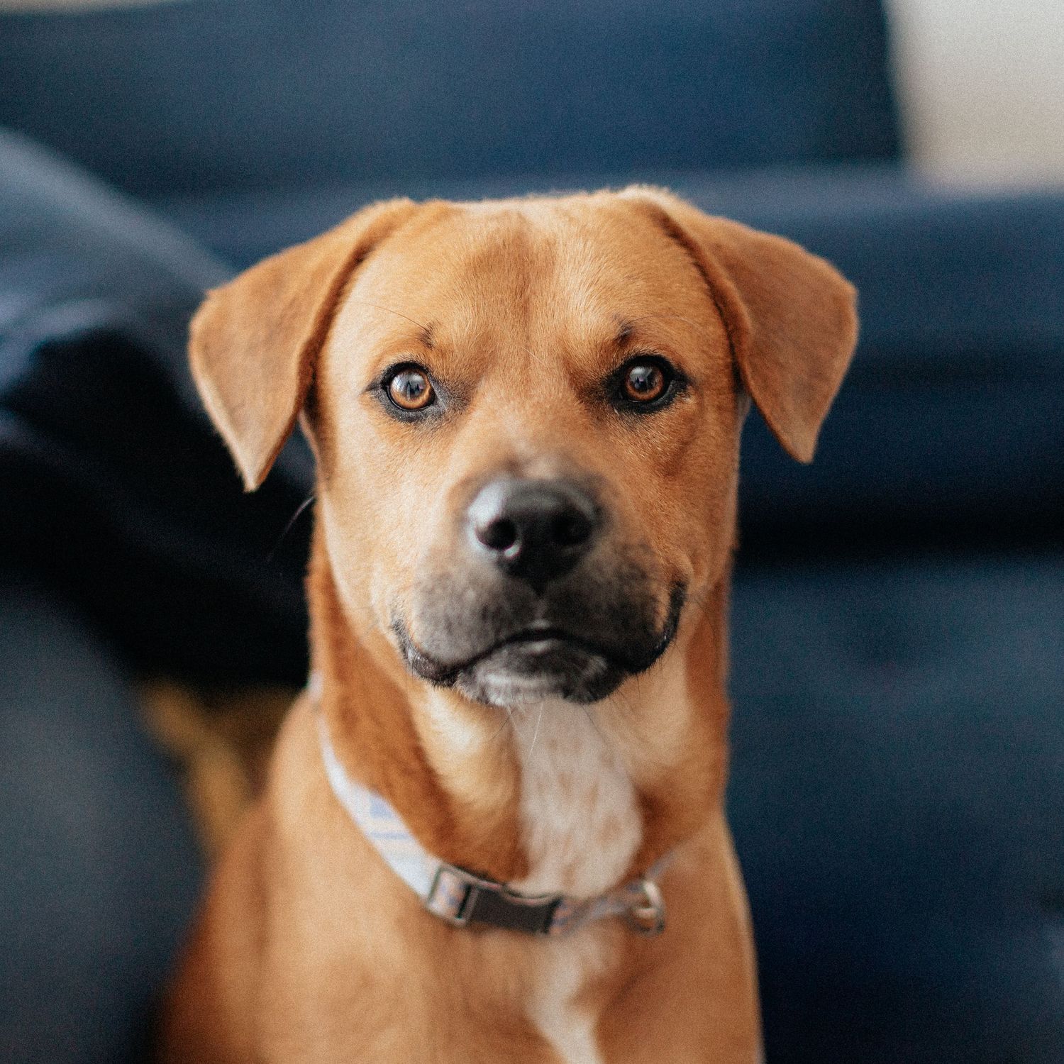 A brown mixed-breed dog with expressive eyes and floppy ears shown in multiple close-up profile shots against a dark background.