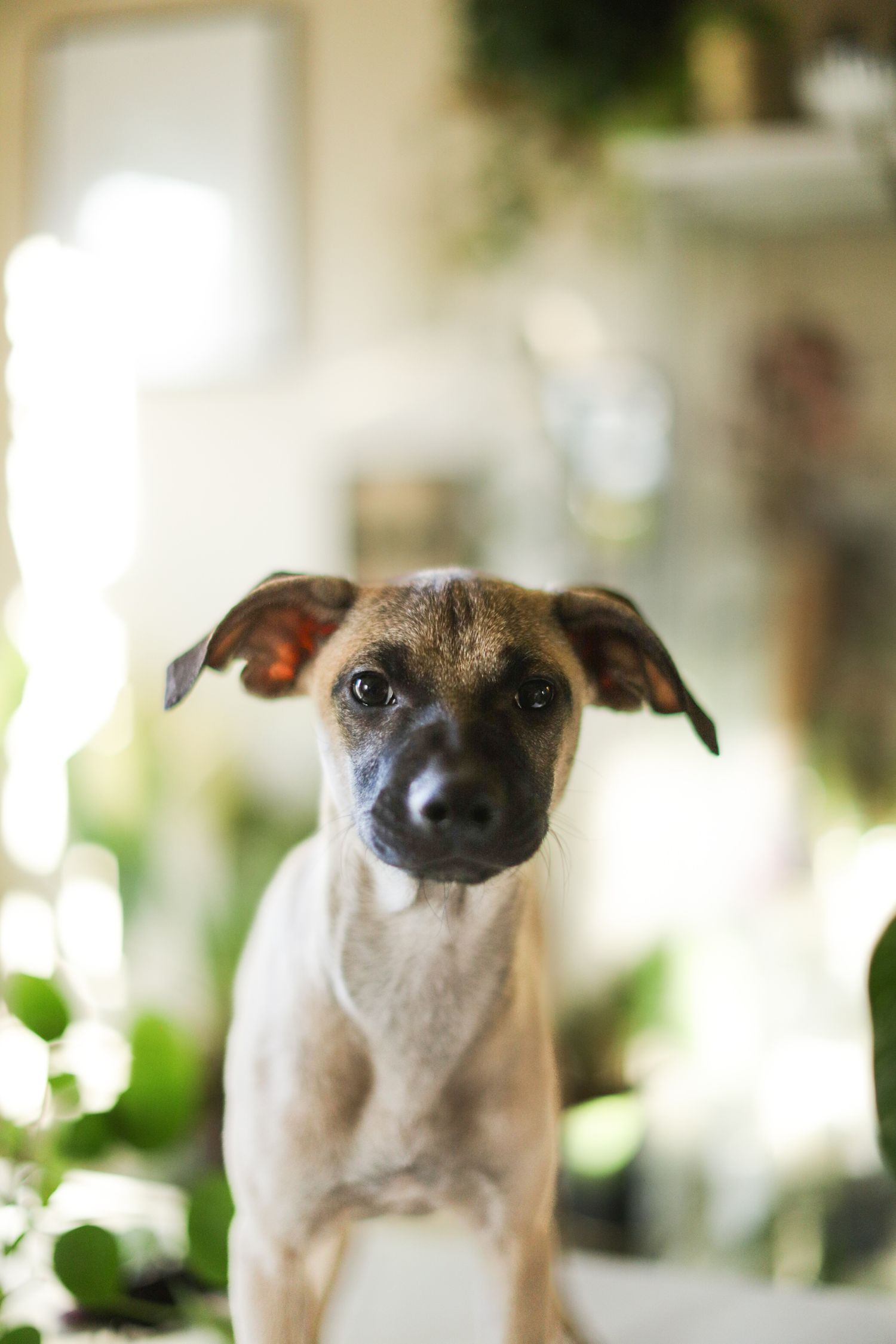 Close-up portrait of an adorable mixed breed puppy with floppy ears and a dark face looking at camera with soft bokeh background.